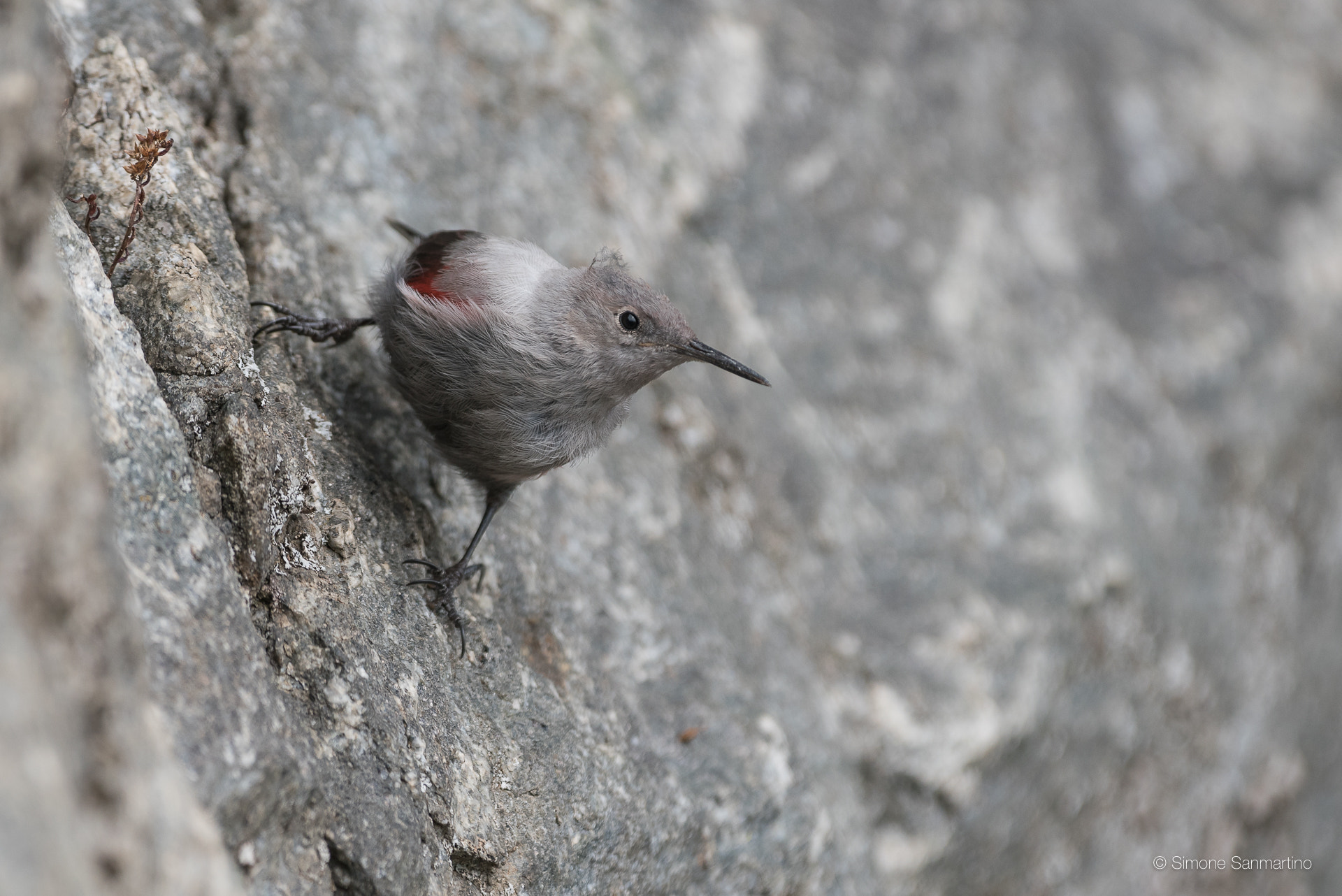 Sigma 500mm F4.5 EX DG HSM sample photo. Wallcreeper - picchio muraiolo photography