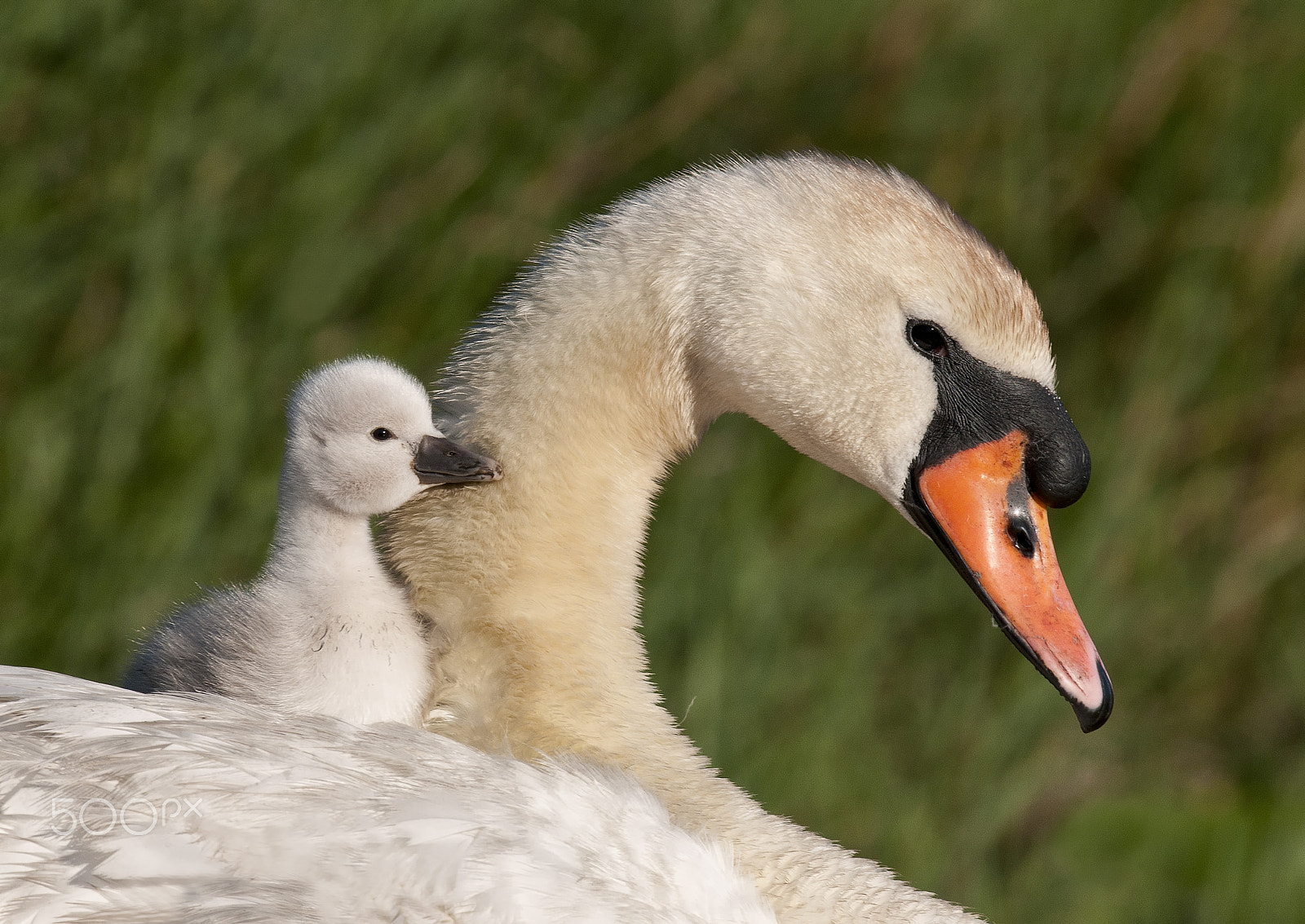 Nikon D300 + Nikon AF-S Nikkor 500mm F4G ED VR sample photo. Mom's love photography