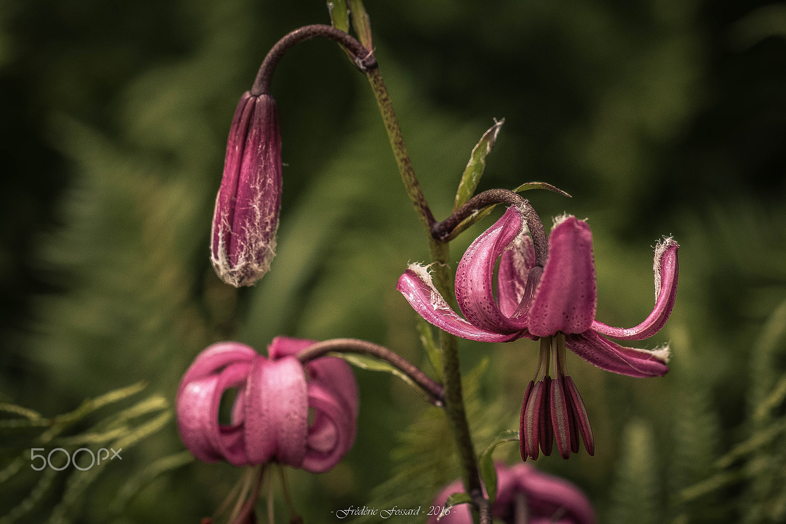 Tamron SP AF 60mm F2 Di II LD IF Macro sample photo. Bienfait de la nature photography