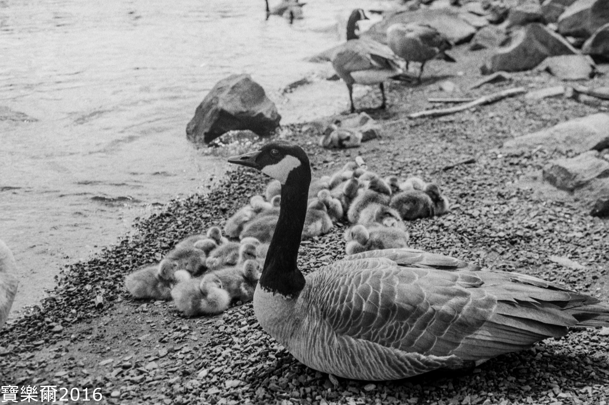 Nikon Df sample photo. Geese with babies, a lot... photography