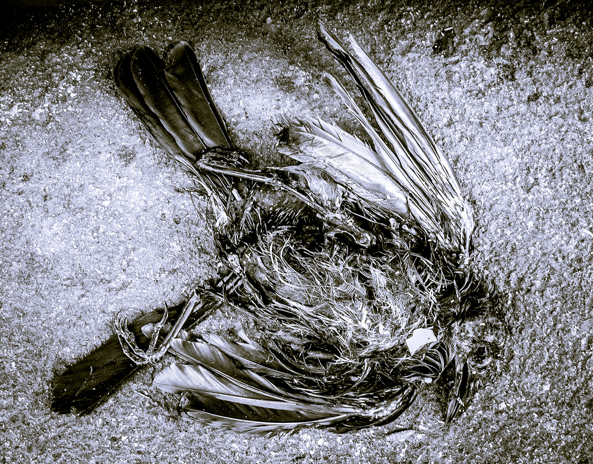 Fujifilm FinePix S3500 sample photo. Dead bird photography