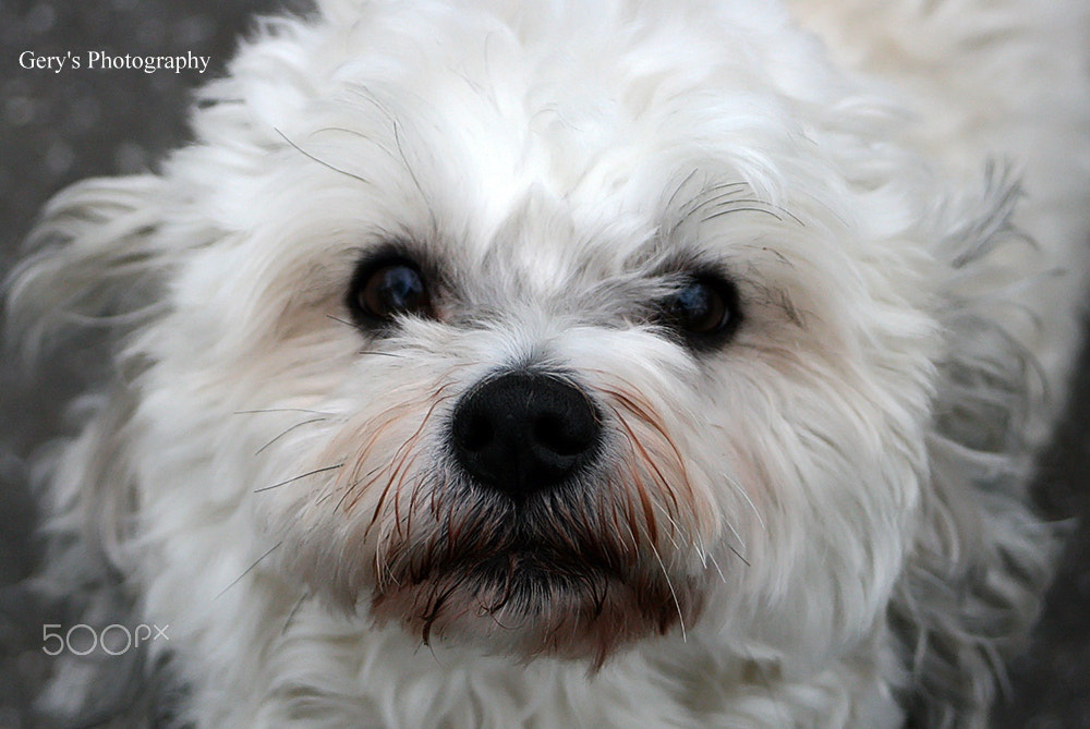 Canon EF 28-80mm f/3.5-5.6 sample photo. Animals photography