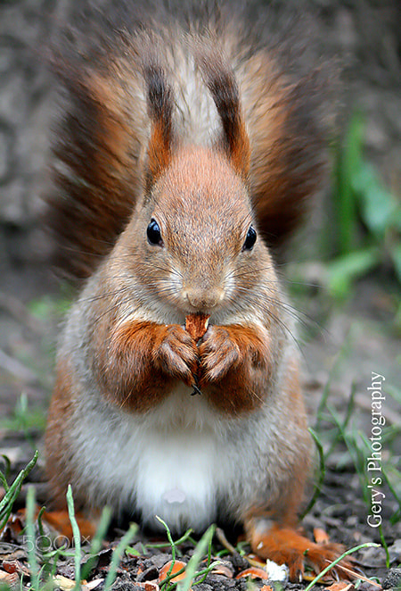 Canon EF 28-80mm f/3.5-5.6 sample photo. Animals photography