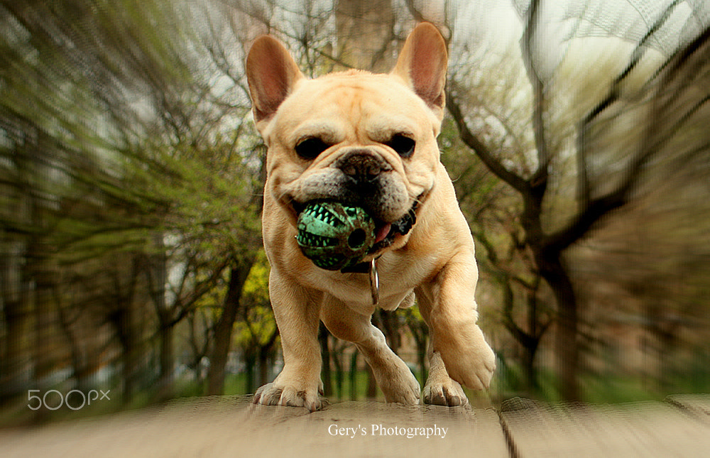 Canon EF 28-80mm f/3.5-5.6 sample photo. Animals photography
