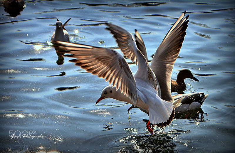 Canon EF 28-80mm f/3.5-5.6 sample photo. Animals photography