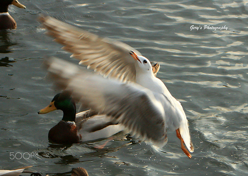 Canon EF 28-80mm f/3.5-5.6 sample photo. Animals photography