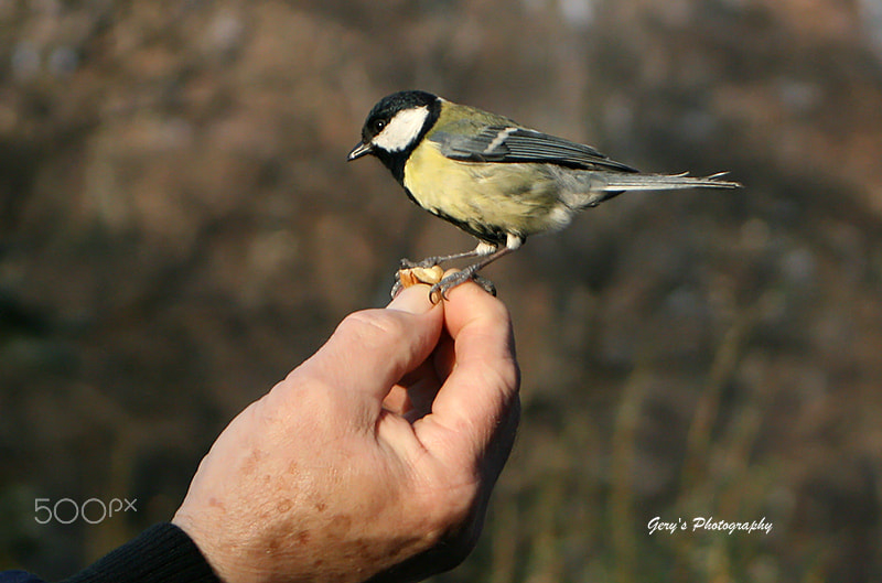 Canon EF 28-80mm f/3.5-5.6 sample photo. Animals photography