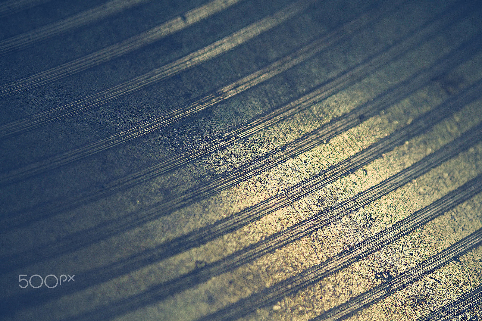 Fujifilm X-E1 + Fujifilm XF 60mm F2.4 R Macro sample photo. Endeavor photography