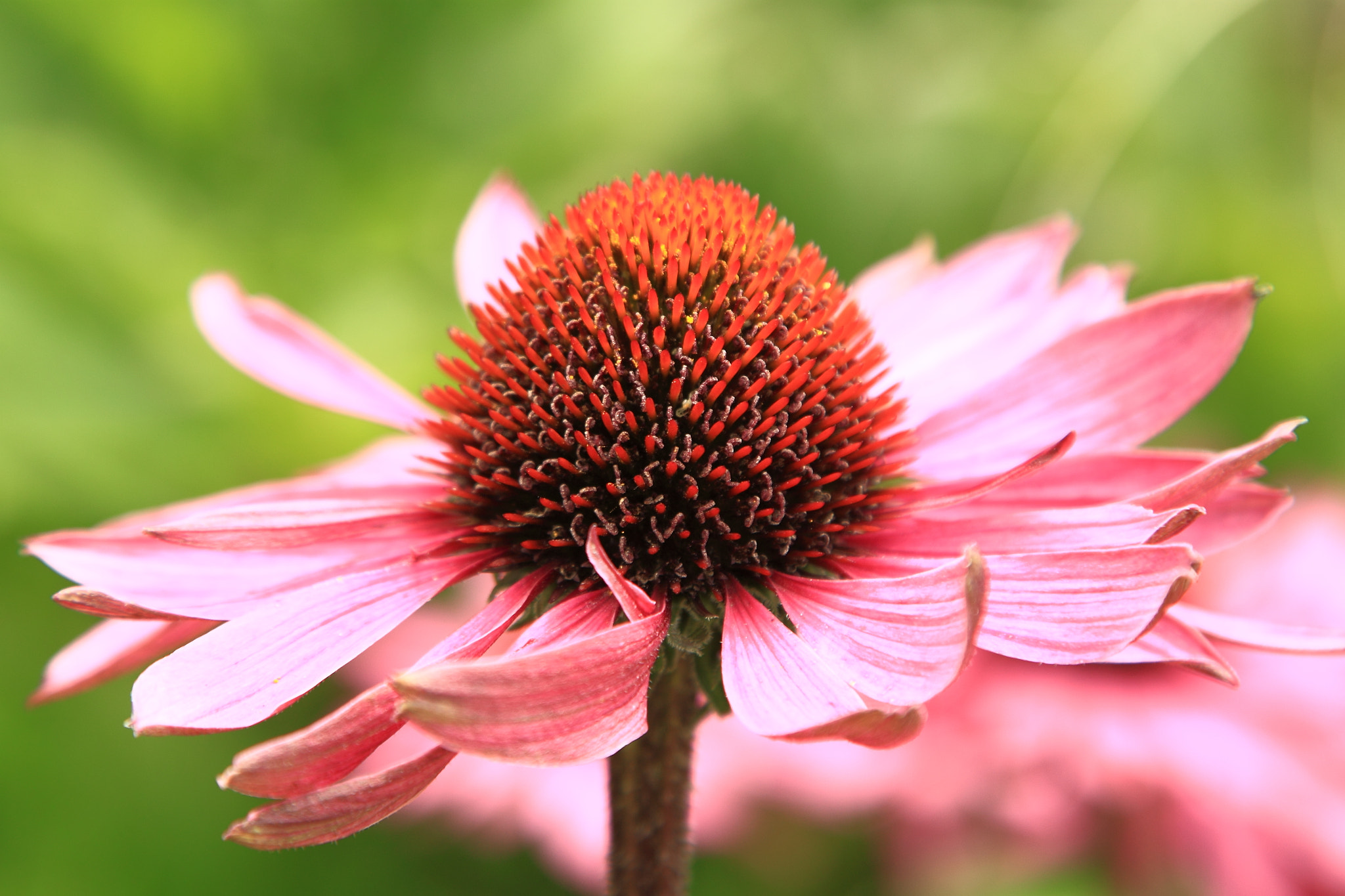 Canon EOS 500D (EOS Rebel T1i / EOS Kiss X3) sample photo. Flower macro photography