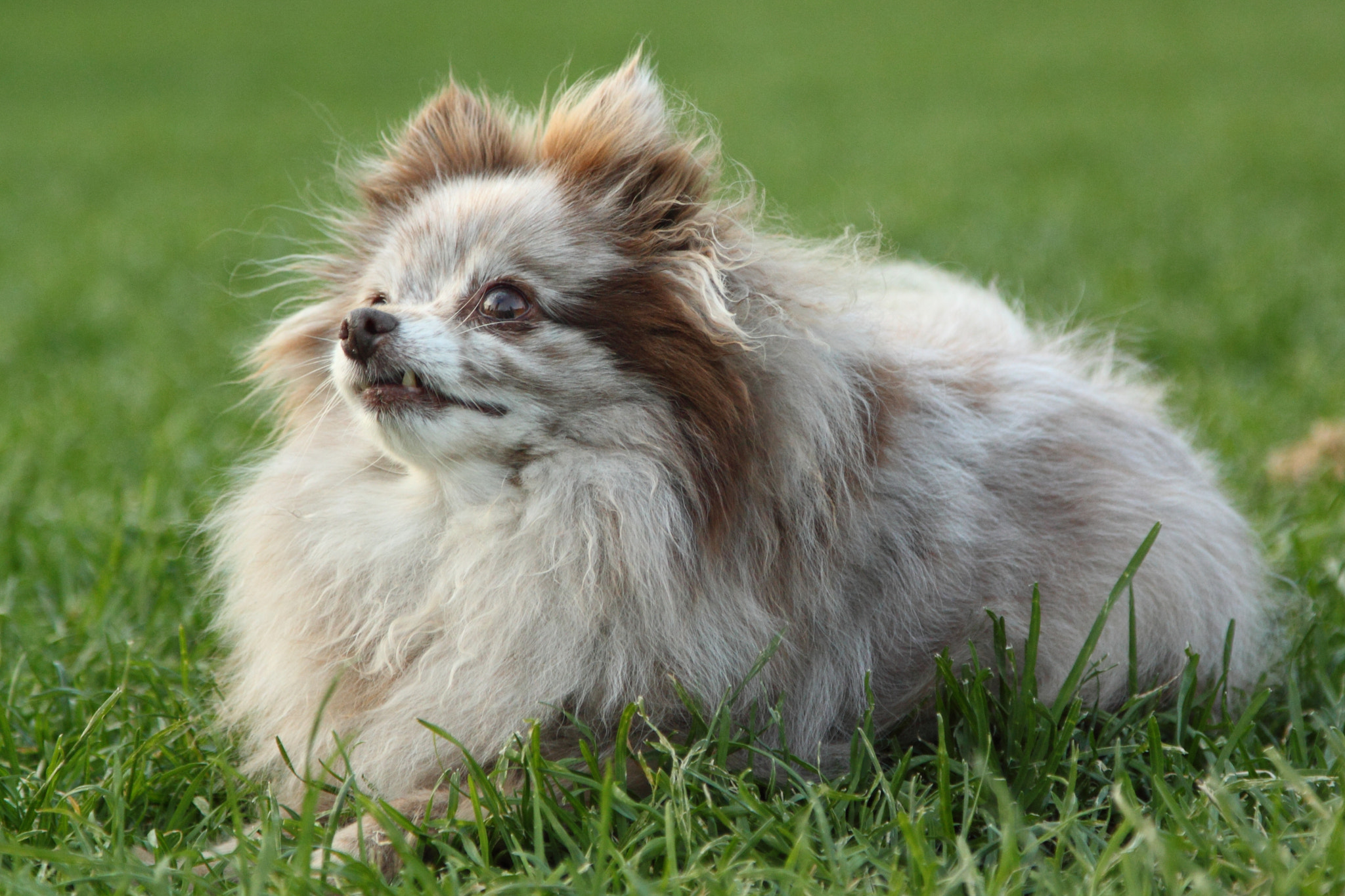 Canon EOS 500D (EOS Rebel T1i / EOS Kiss X3) sample photo. Doggy photography