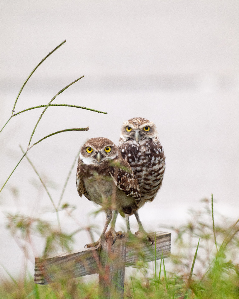 Olympus E-30 sample photo. Burrowing owls photography