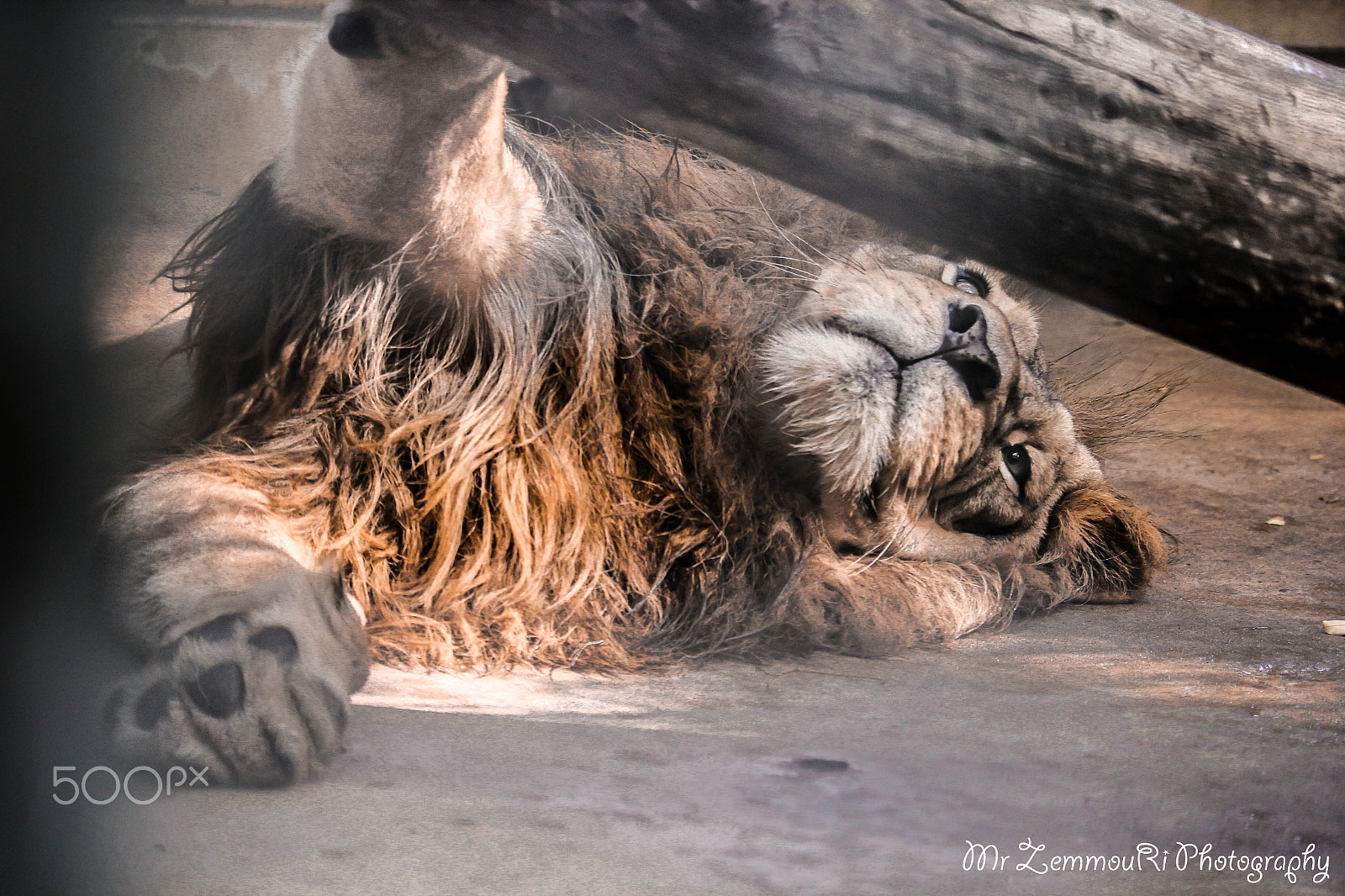Canon EF-S 55-250mm F4-5.6 IS STM sample photo. Lion photography