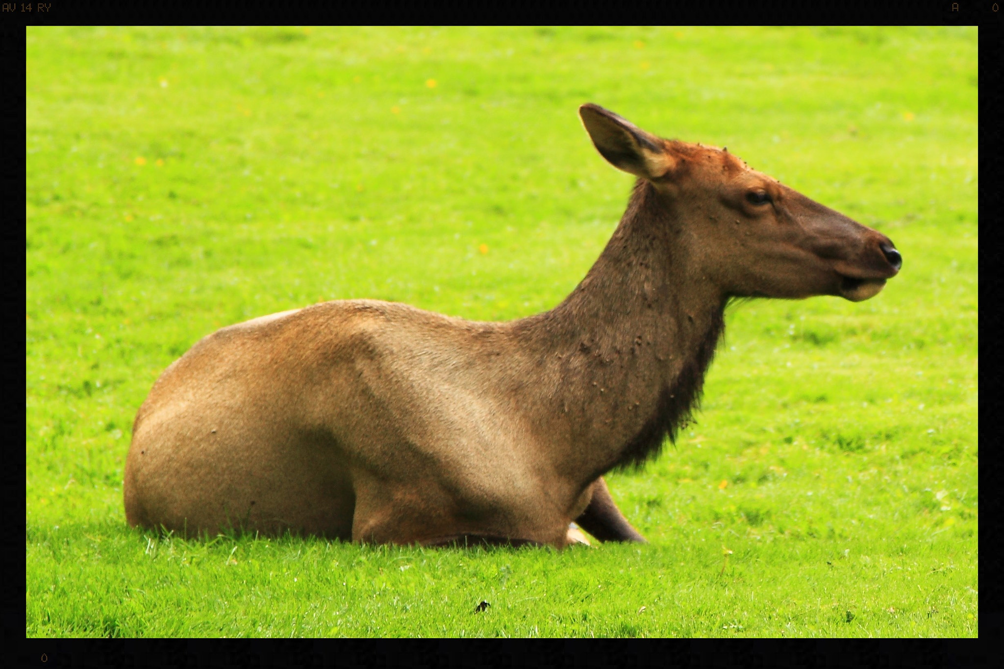 Canon EOS 500D (EOS Rebel T1i / EOS Kiss X3) sample photo. Elk photography