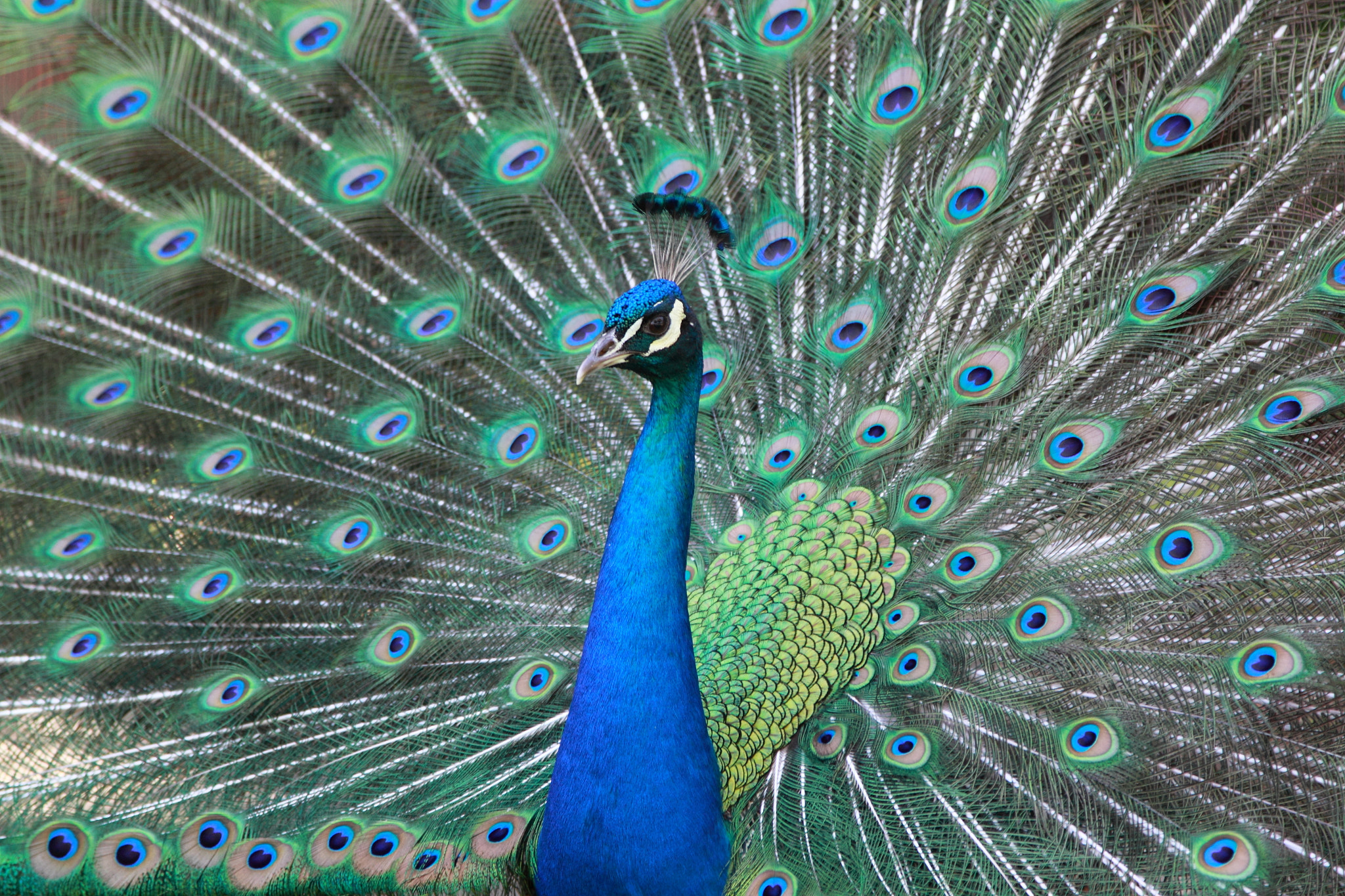 Canon EOS 500D (EOS Rebel T1i / EOS Kiss X3) sample photo. Peacock photography