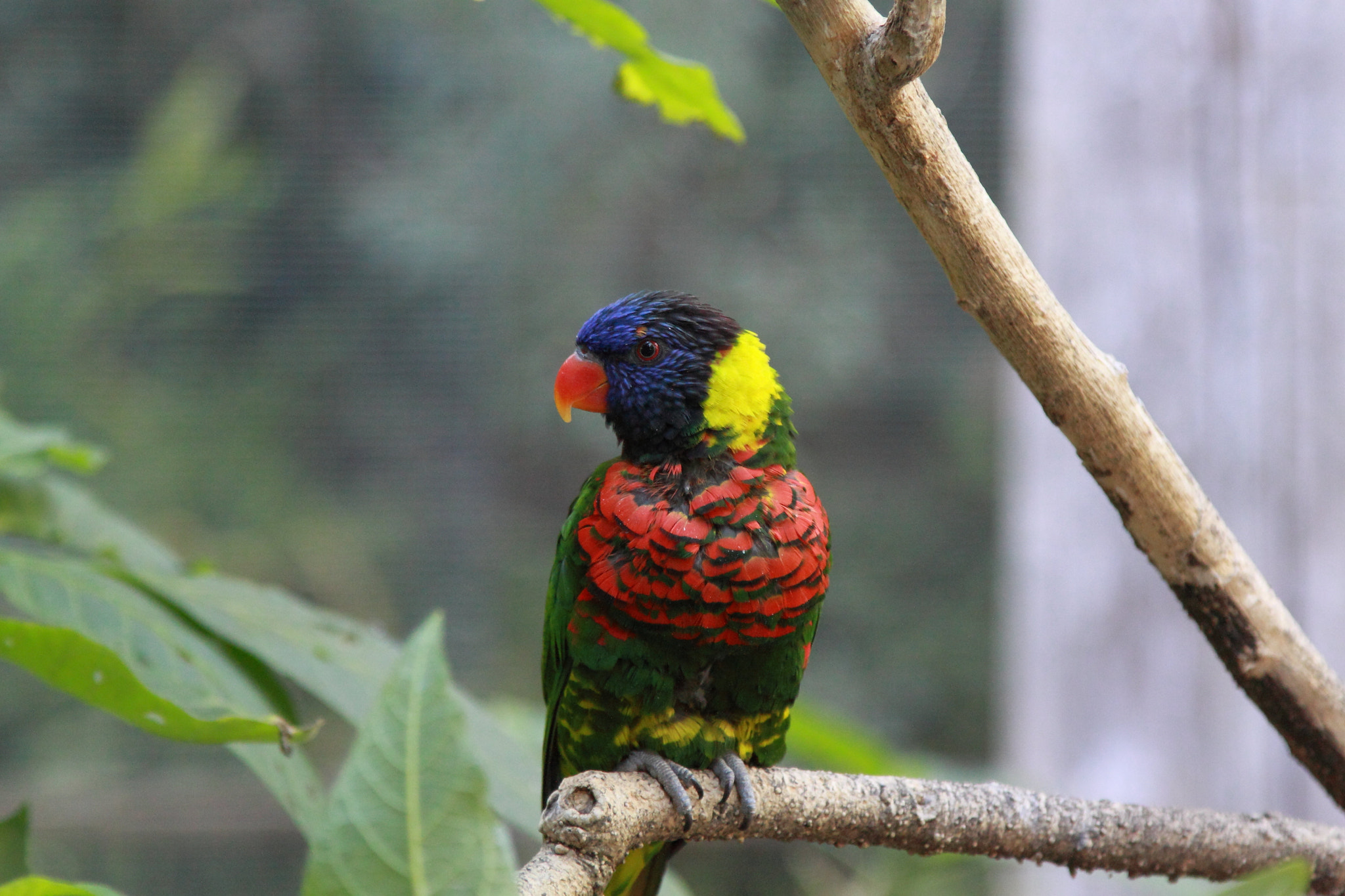 Canon EOS 500D (EOS Rebel T1i / EOS Kiss X3) sample photo. Macaw photography