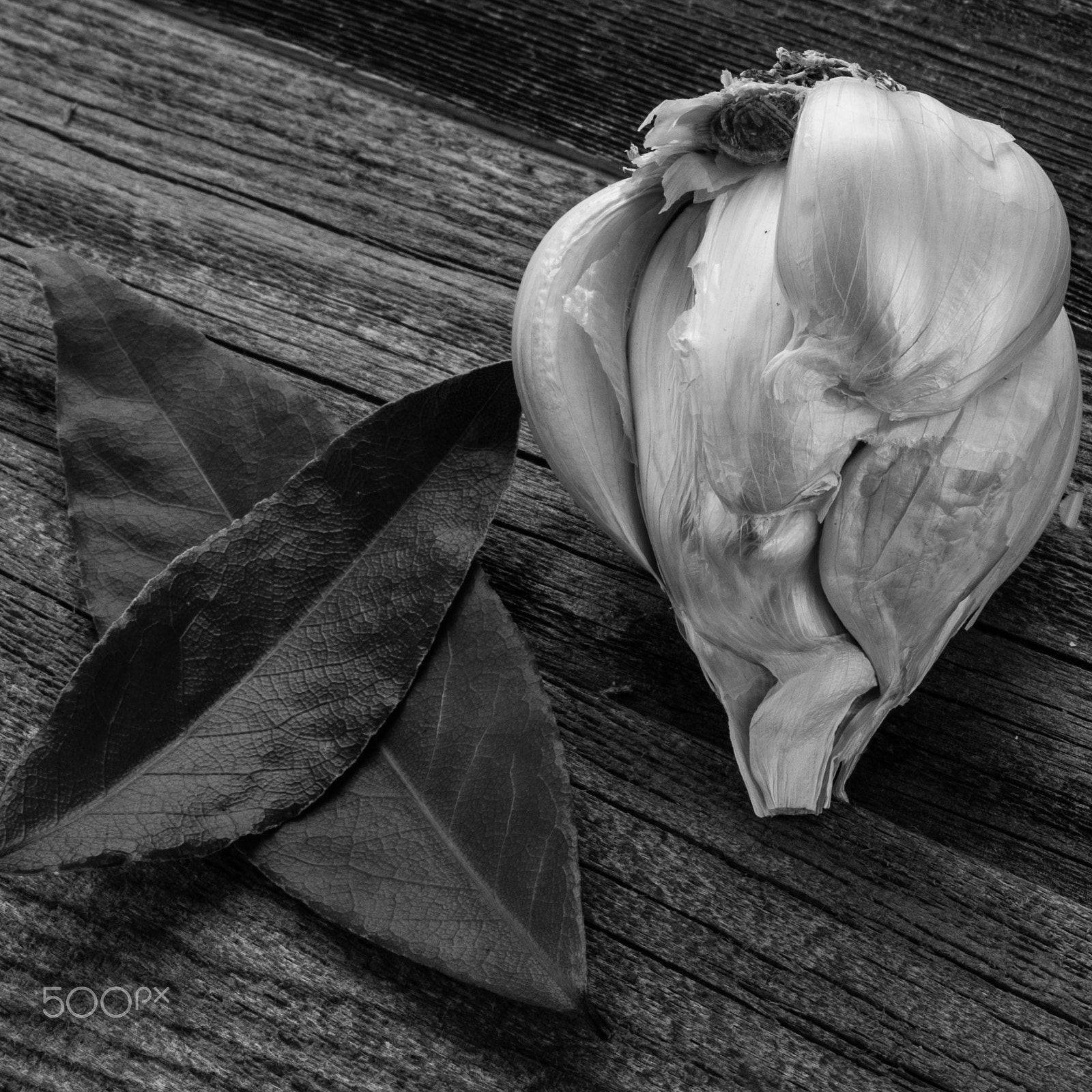 Hasselblad H4D-40 + HCD 28 sample photo. Mono garlic photography