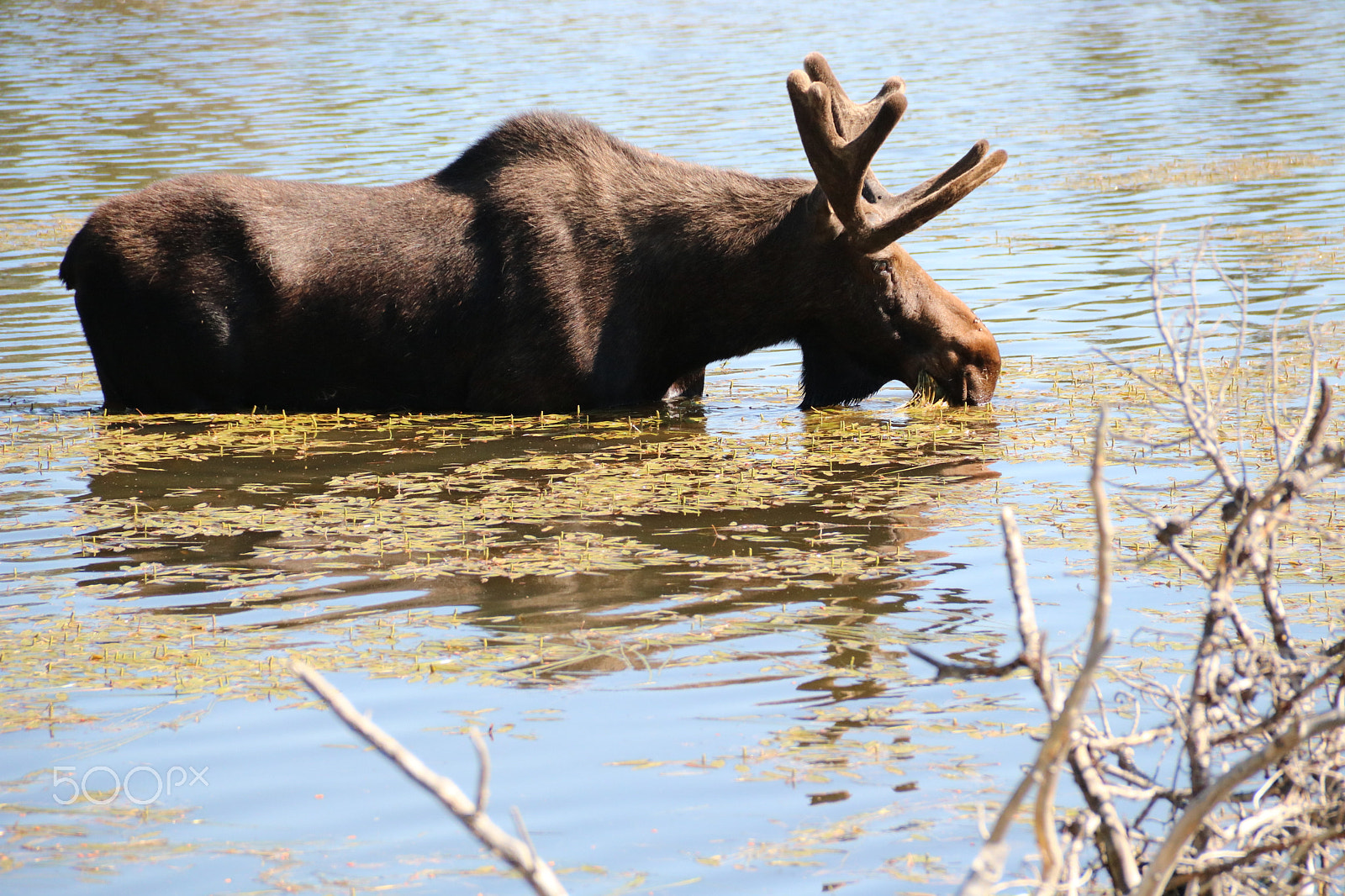 Canon EOS 750D (EOS Rebel T6i / EOS Kiss X8i) sample photo. Mr. moose 2711 photography