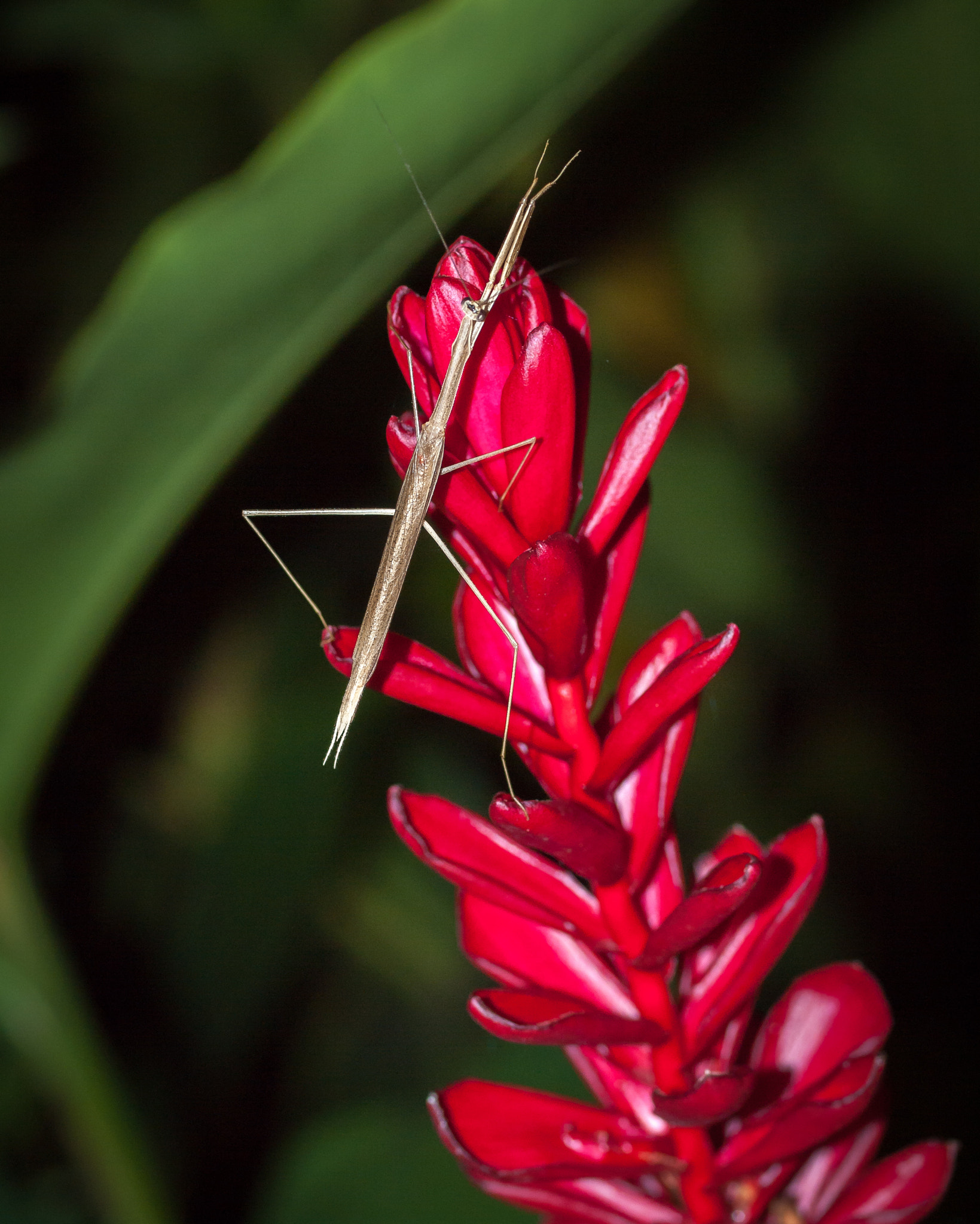 Olympus E-620 (EVOLT E-620) + OLYMPUS 50mm Lens sample photo. Mantis on red ginger flower (alpinia purpurata) photography