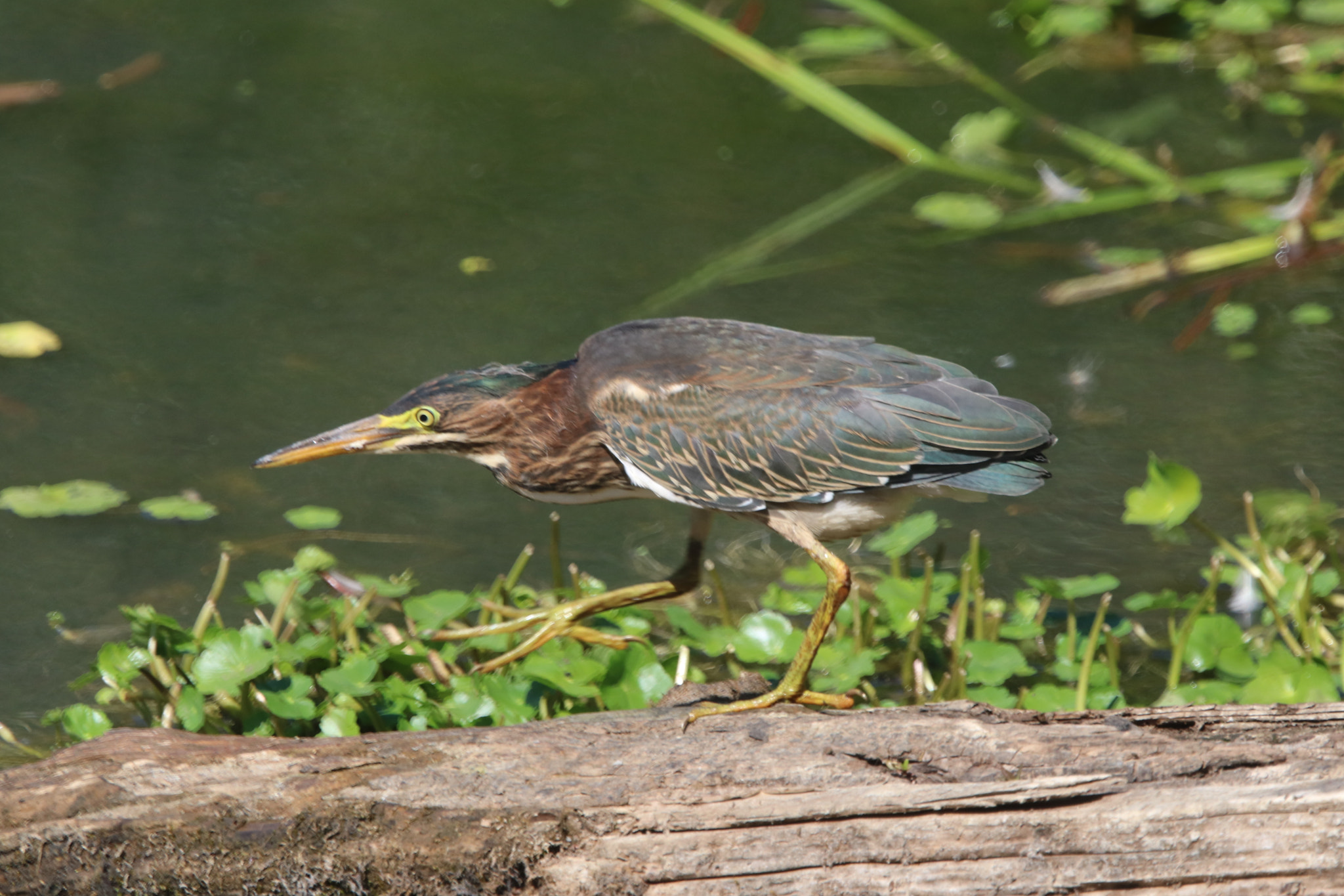 Canon EOS 760D (EOS Rebel T6s / EOS 8000D) + Canon EF 100-400mm F4.5-5.6L IS USM sample photo. Green heron at delta ponds photography