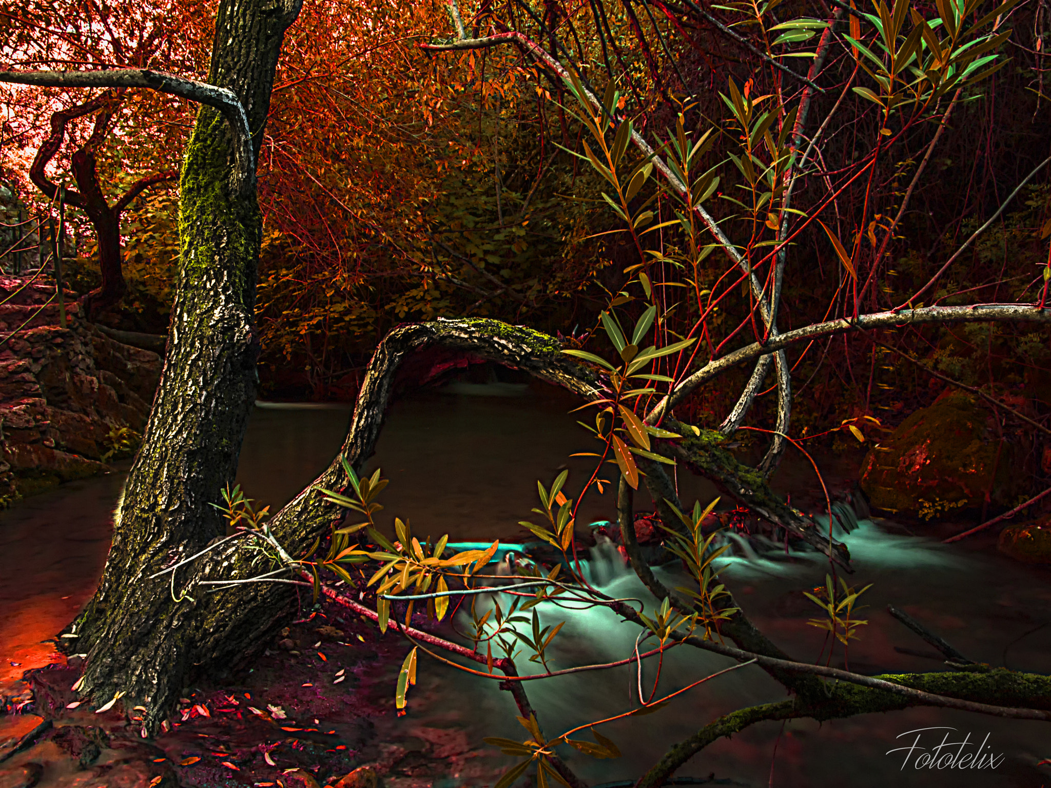 OLYMPUS 14-42mm Lens sample photo. In the forest that photography