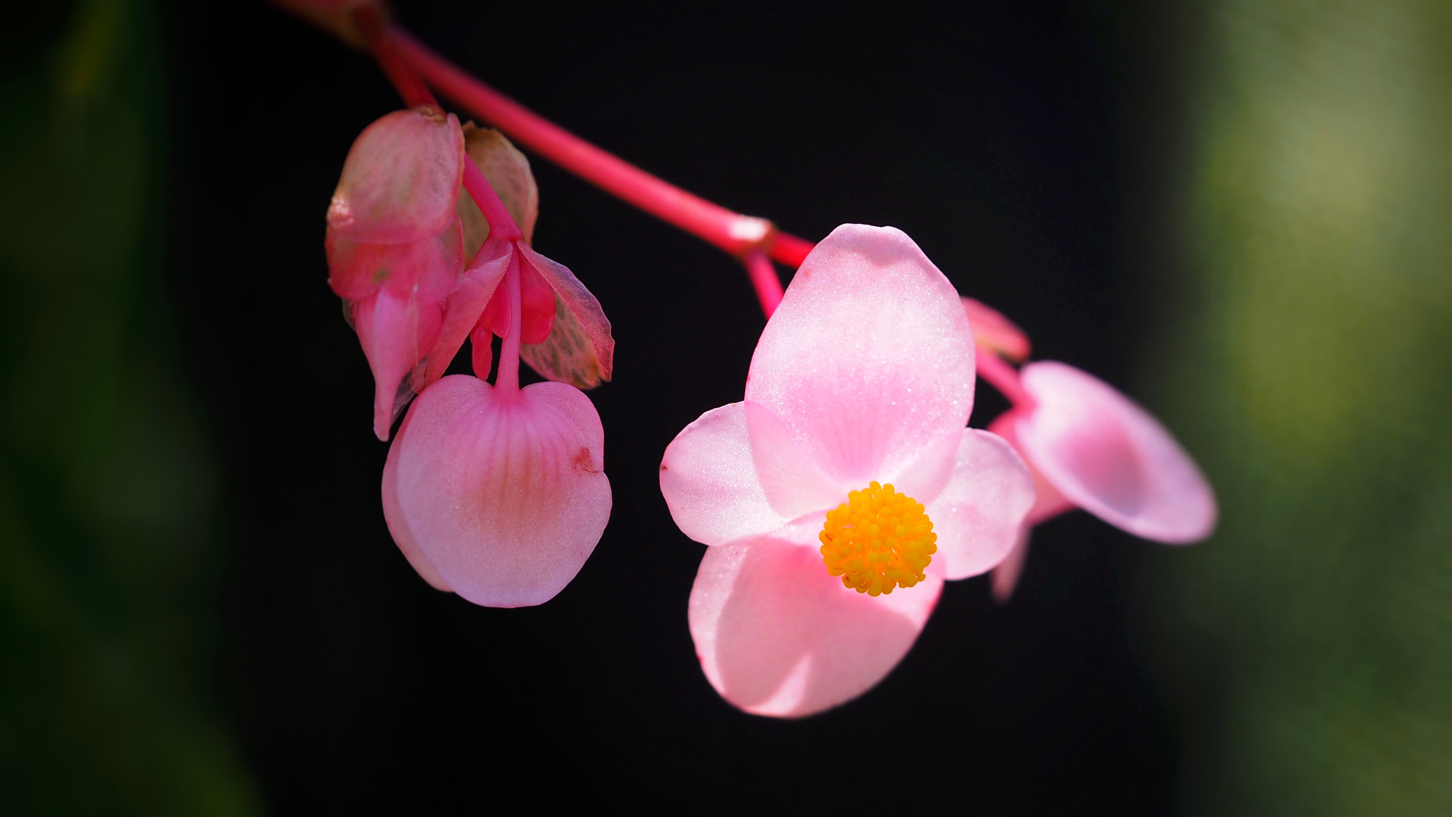 Olympus PEN E-PL7 sample photo. Hardy begonia photography