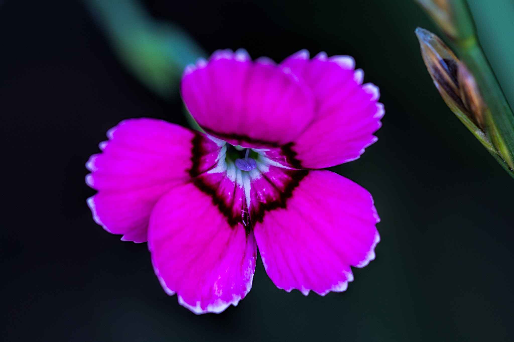 Sigma 105mm F2.8 EX DG OS HSM sample photo