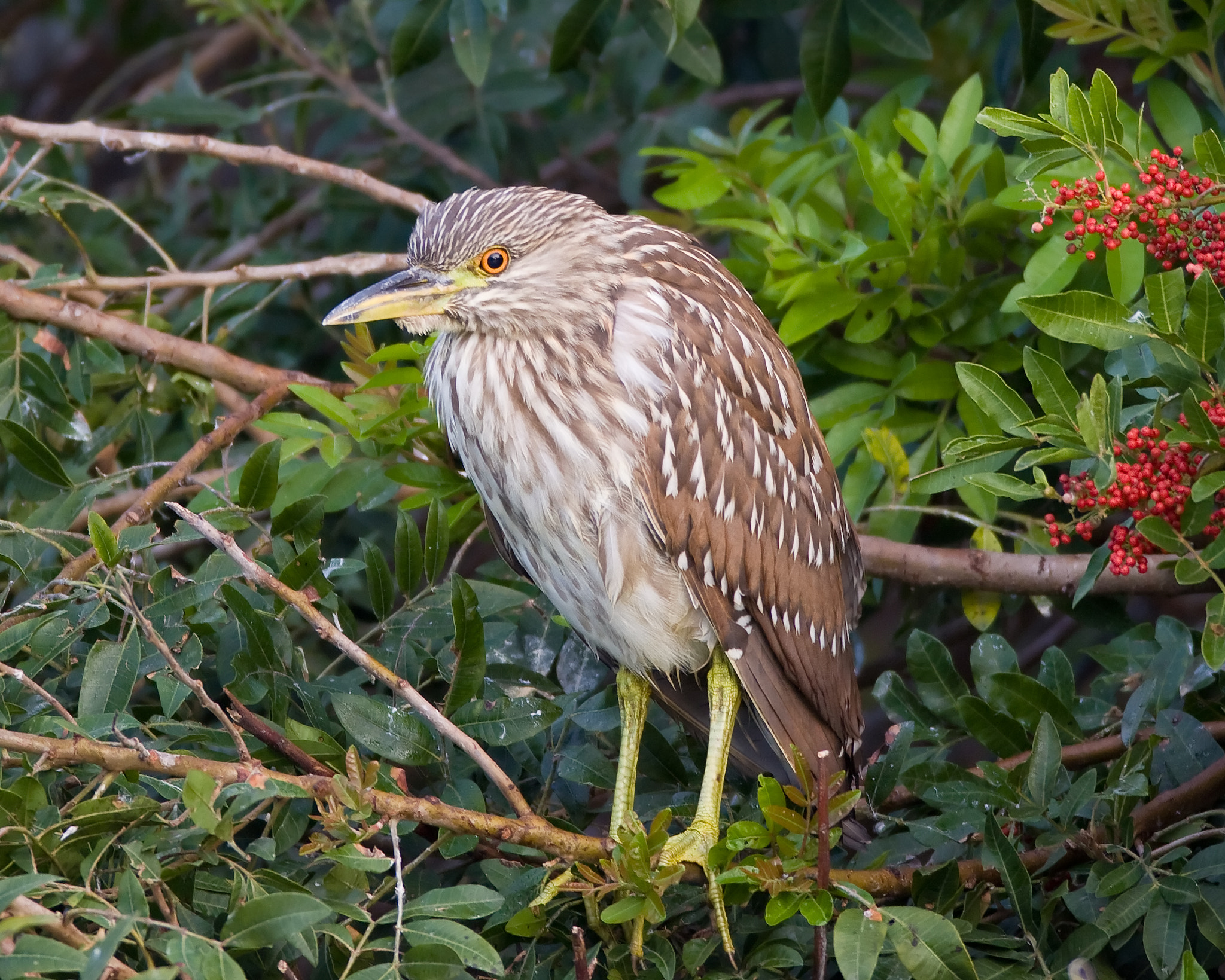 Canon EF 600mm F4L IS USM sample photo. Juvenile black-crowned night heron photography
