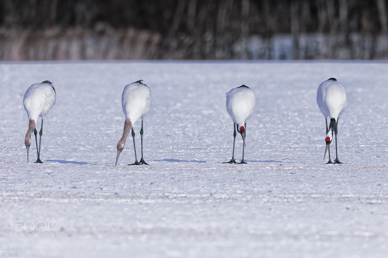 Nikon D3 + Nikon AF-S Nikkor 400mm F2.8G ED VR II sample photo. たんちょう photography