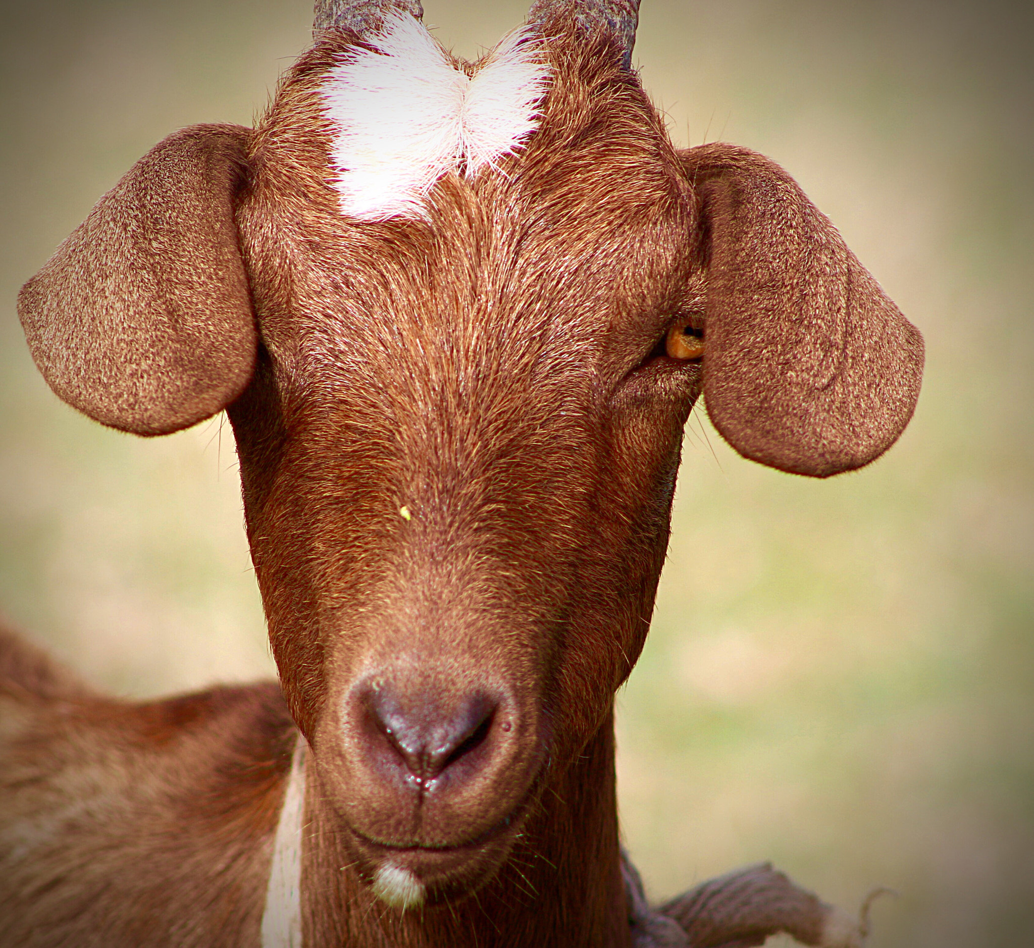 Canon EF75-300mm f/4-5.6 sample photo. Goat with attitude photography