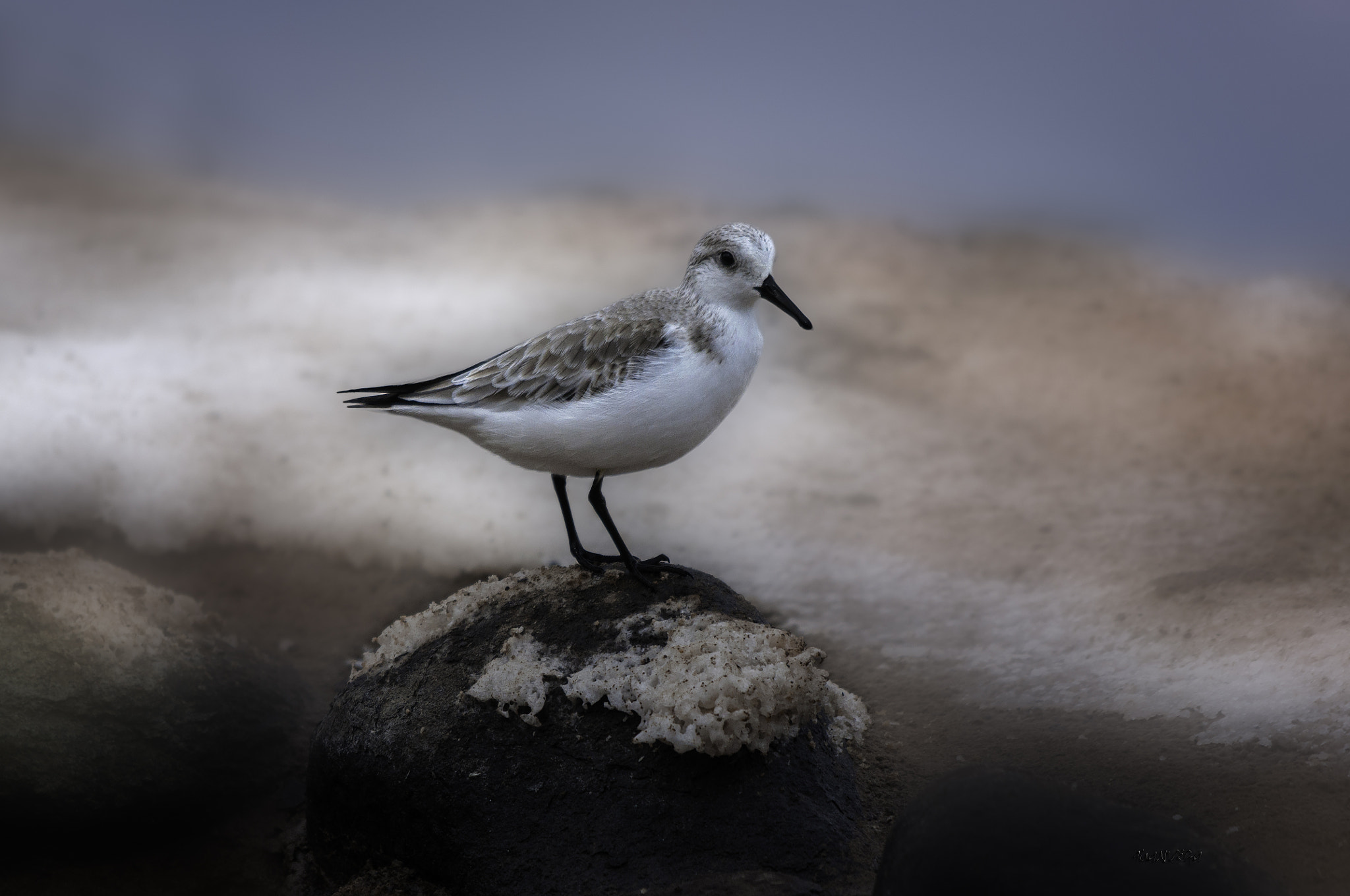Sigma 150-500mm F5-6.3 DG OS HSM sample photo. Ave photography