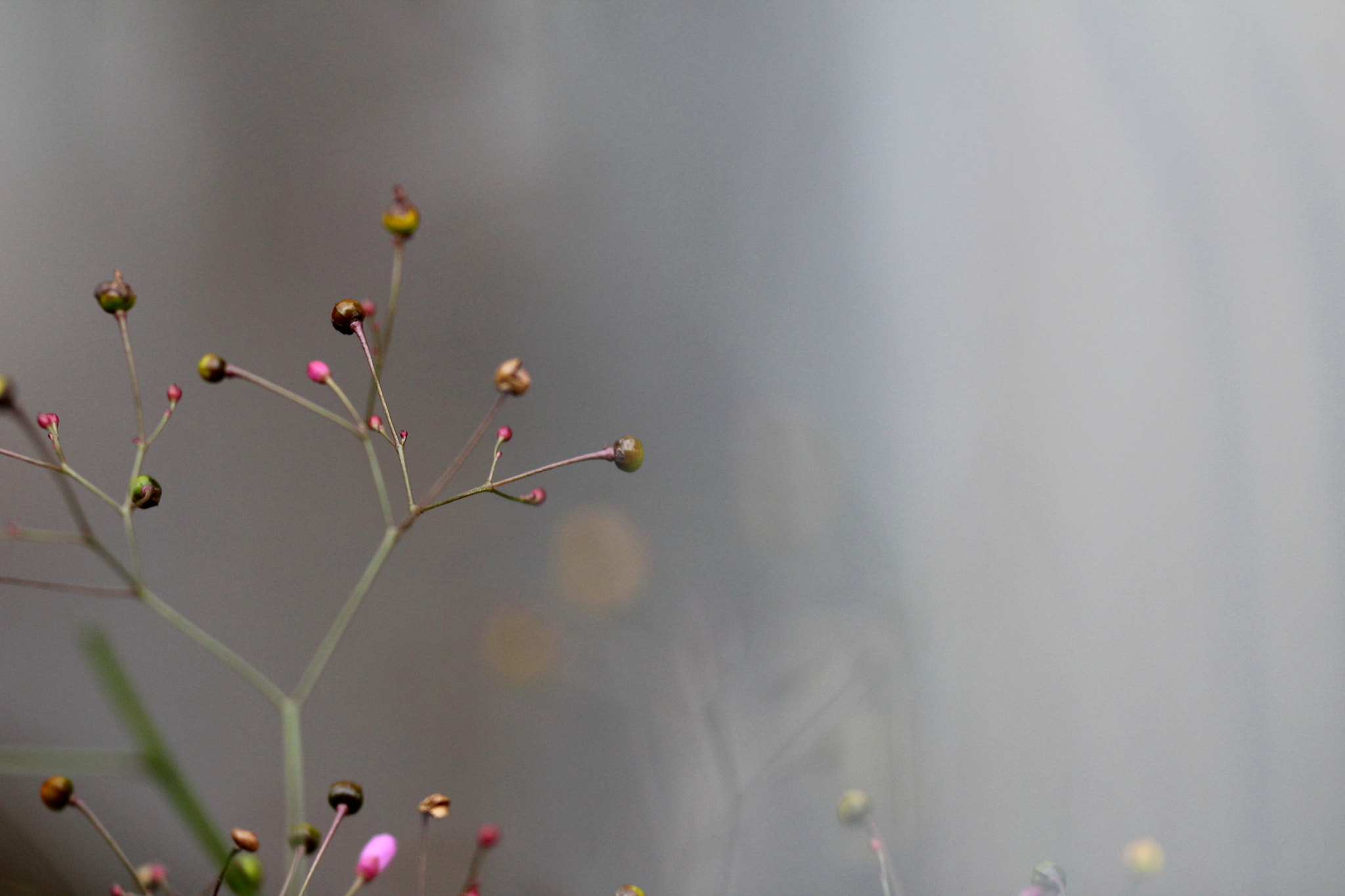 Sigma 150mm f/2.8 EX DG OS HSM APO Macro sample photo. Pontos 5 photography