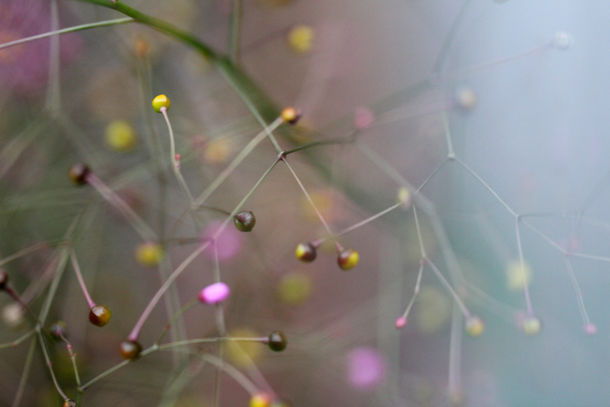 Sigma 150mm f/2.8 EX DG OS HSM APO Macro sample photo. Pontos 6 photography
