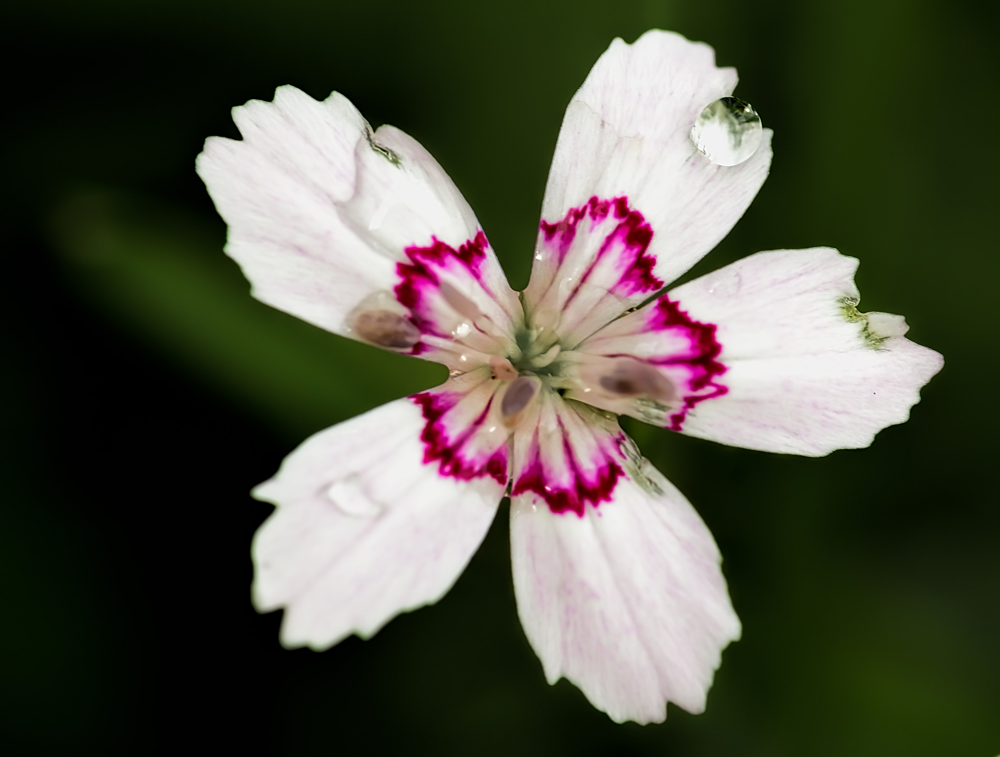 Sigma 105mm F2.8 EX DG OS HSM sample photo. Summer flowers in my backyard! photography