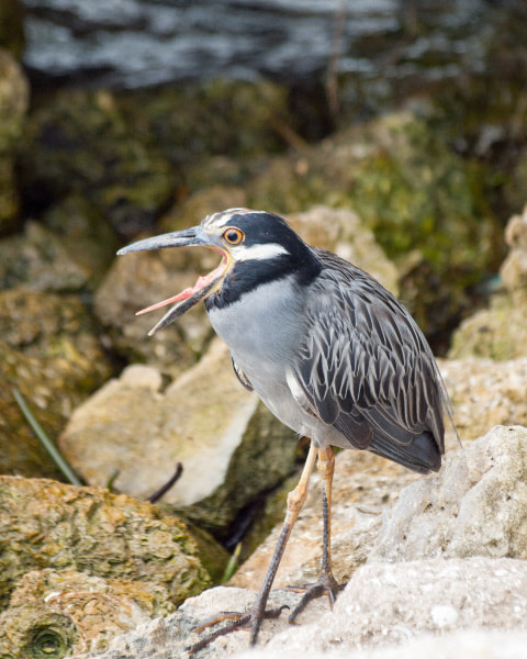 Olympus E-30 sample photo. Yawning yellow crowned night heron on the caloosahatchee river. photography