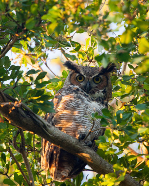 Canon EF 70-200mm F4L IS USM sample photo. Great horned owl ft. myers beach, fl photography