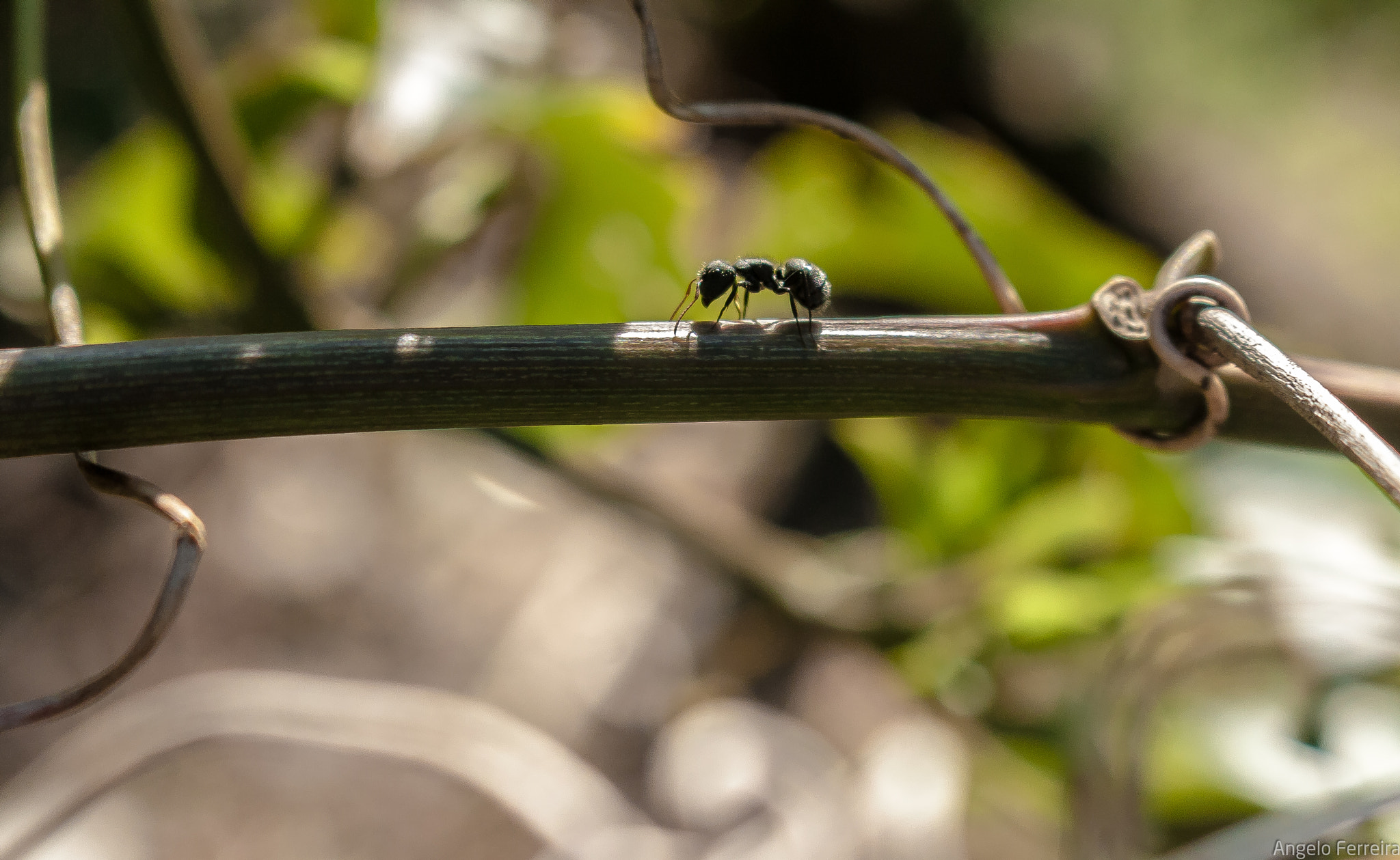 Canon EOS 1000D (EOS Digital Rebel XS / EOS Kiss F) sample photo. Small ant photography
