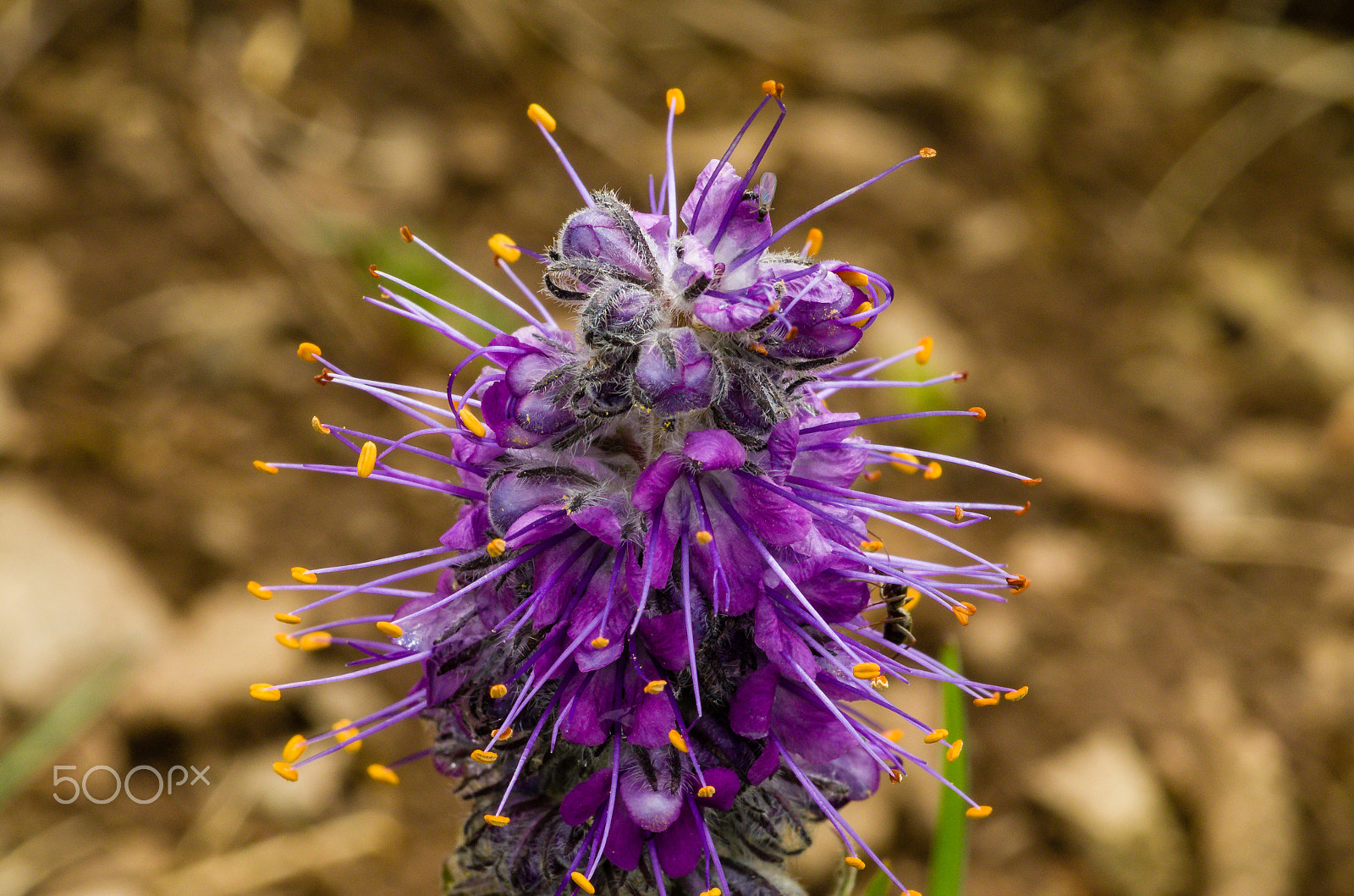 Pentax smc D-FA 100mm F2.8 Macro WR sample photo. Purple fringe photography
