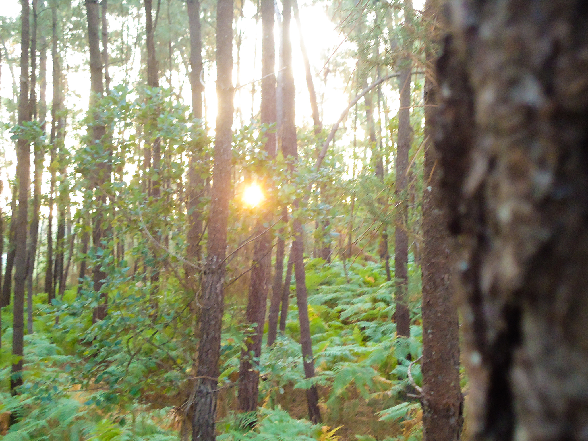 Sony Cyber-shot DSC-W330 sample photo. Lost in the woods photography