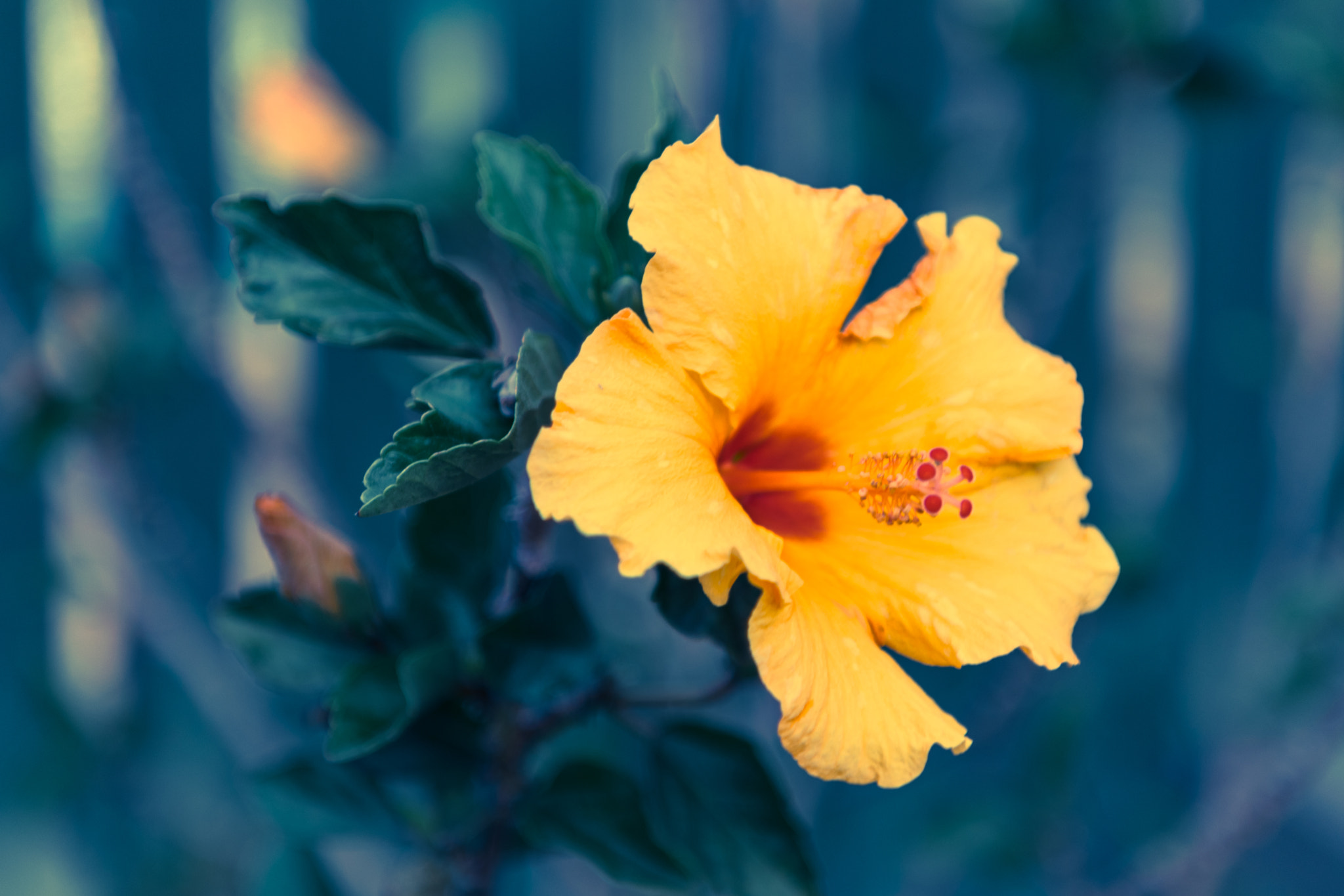 Nikon AF-S Nikkor 24-70mm F2.8E ED VR sample photo. The beautiful flower photography