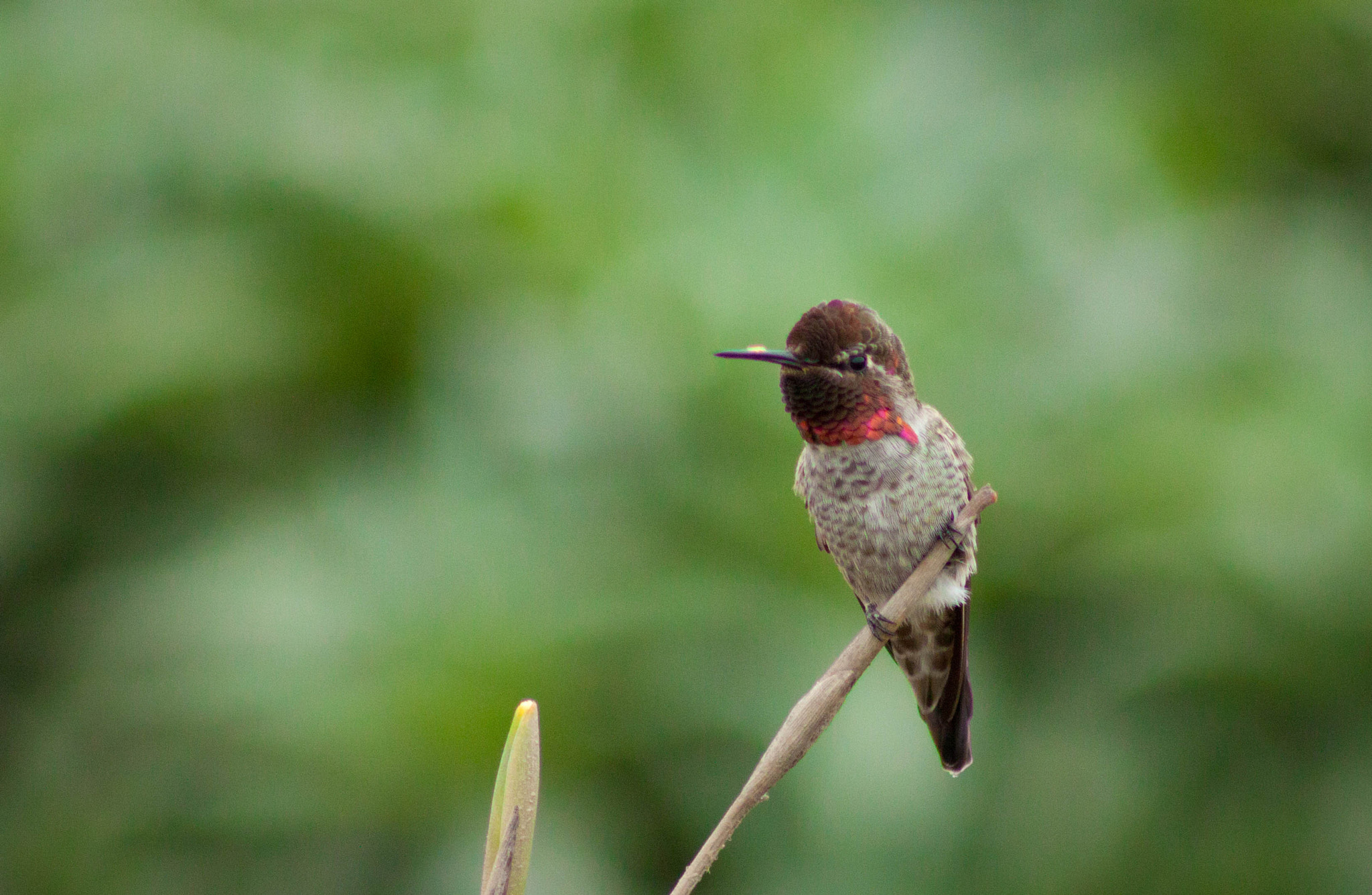 Canon EOS 500D (EOS Rebel T1i / EOS Kiss X3) + EF75-300mm f/4-5.6 sample photo. Allen's hummingbird photography
