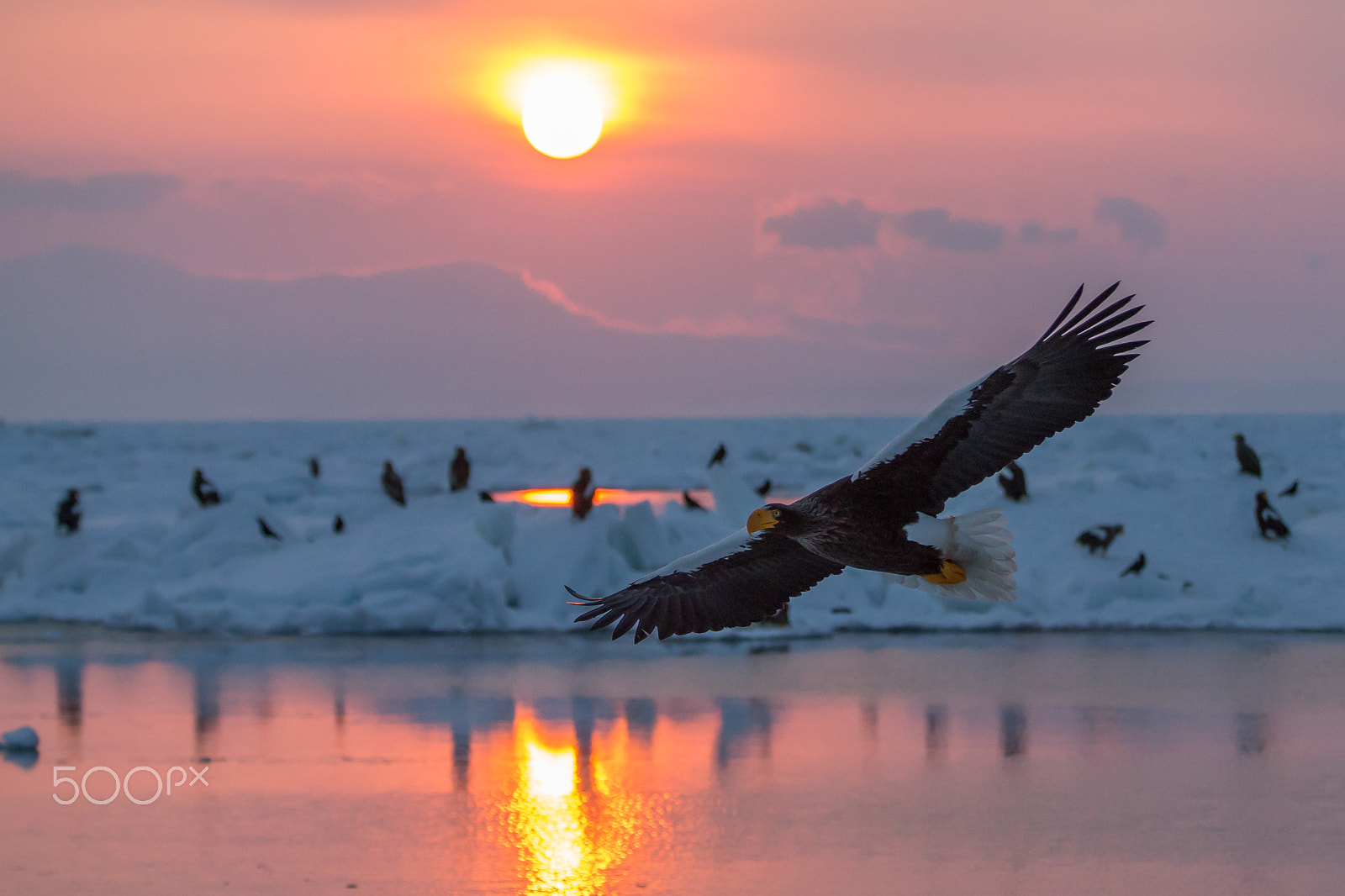 Canon EF 70-200mm F2.8L IS II USM sample photo. Sea eagle's flight in the morning sun photography