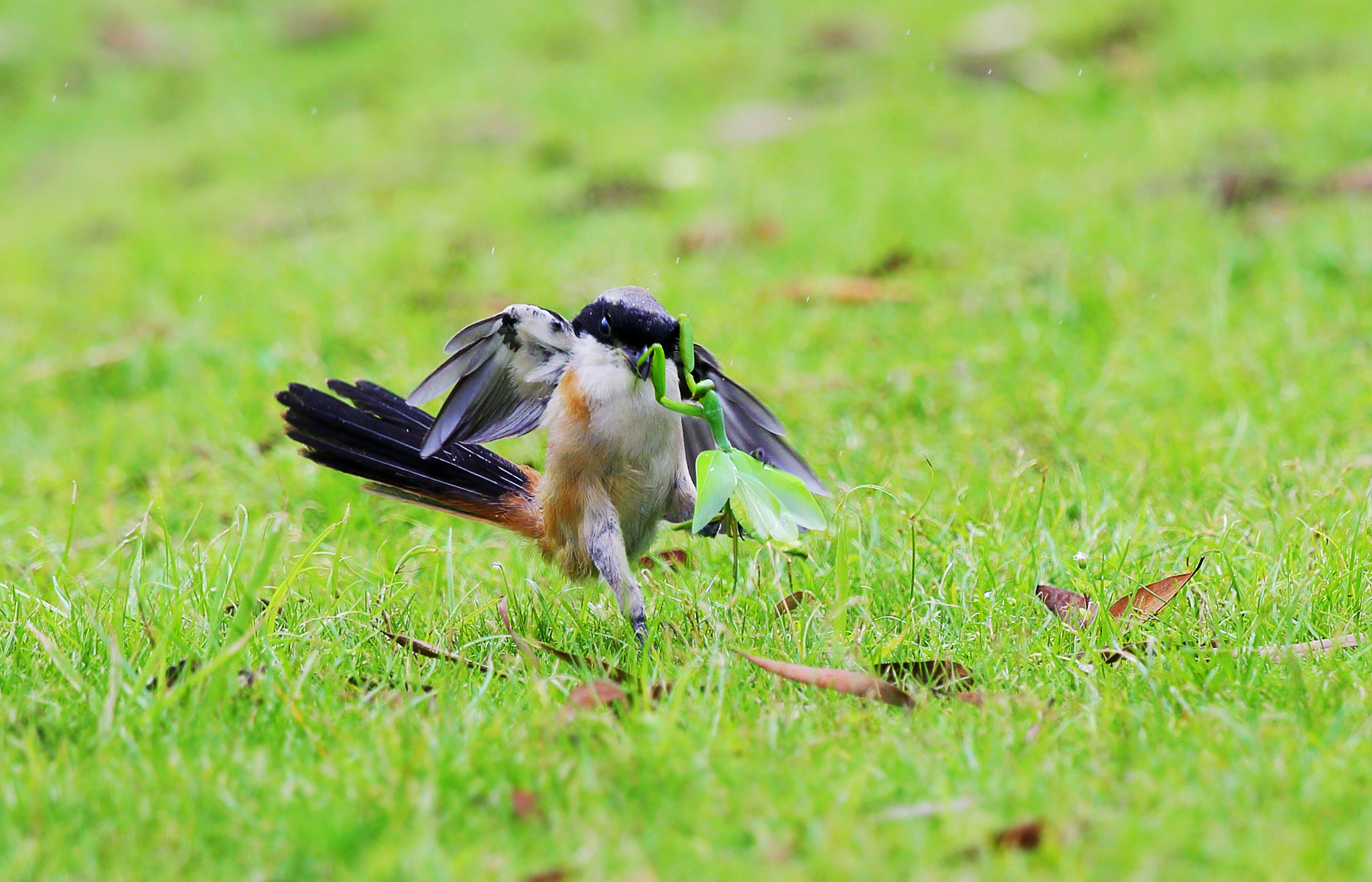 Canon EF 300mm F2.8L IS II USM sample photo. His fist sortie photography