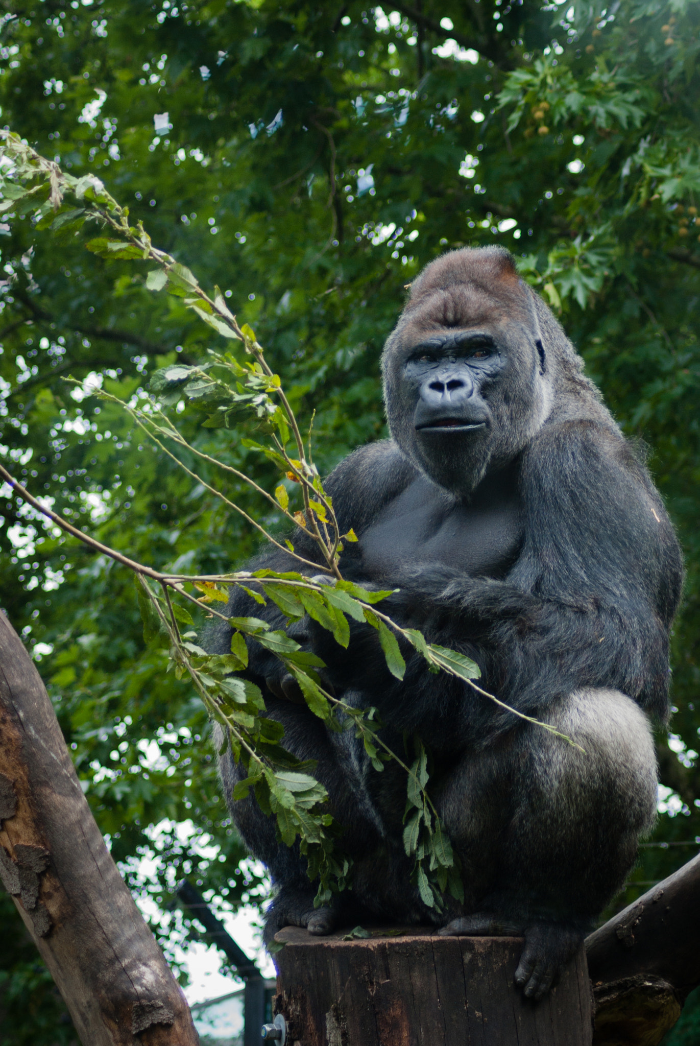 Tamron AF 70-300mm F4-5.6 Di LD Macro sample photo. King of the jungle photography
