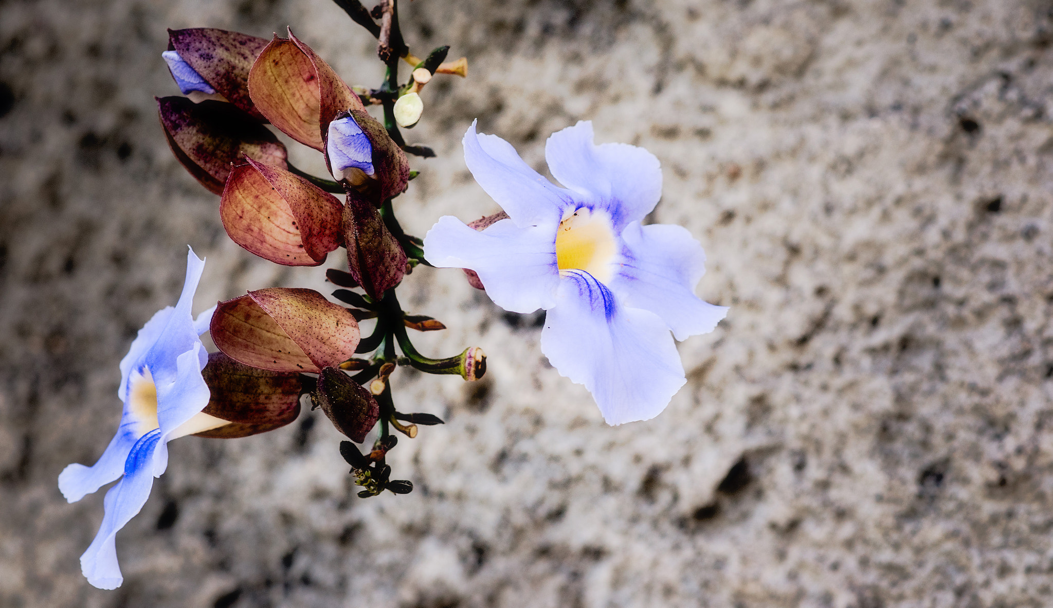 Nikon D300 + Nikon AF-S Nikkor 85mm F1.8G sample photo. Costa rica 2016 - flower photography