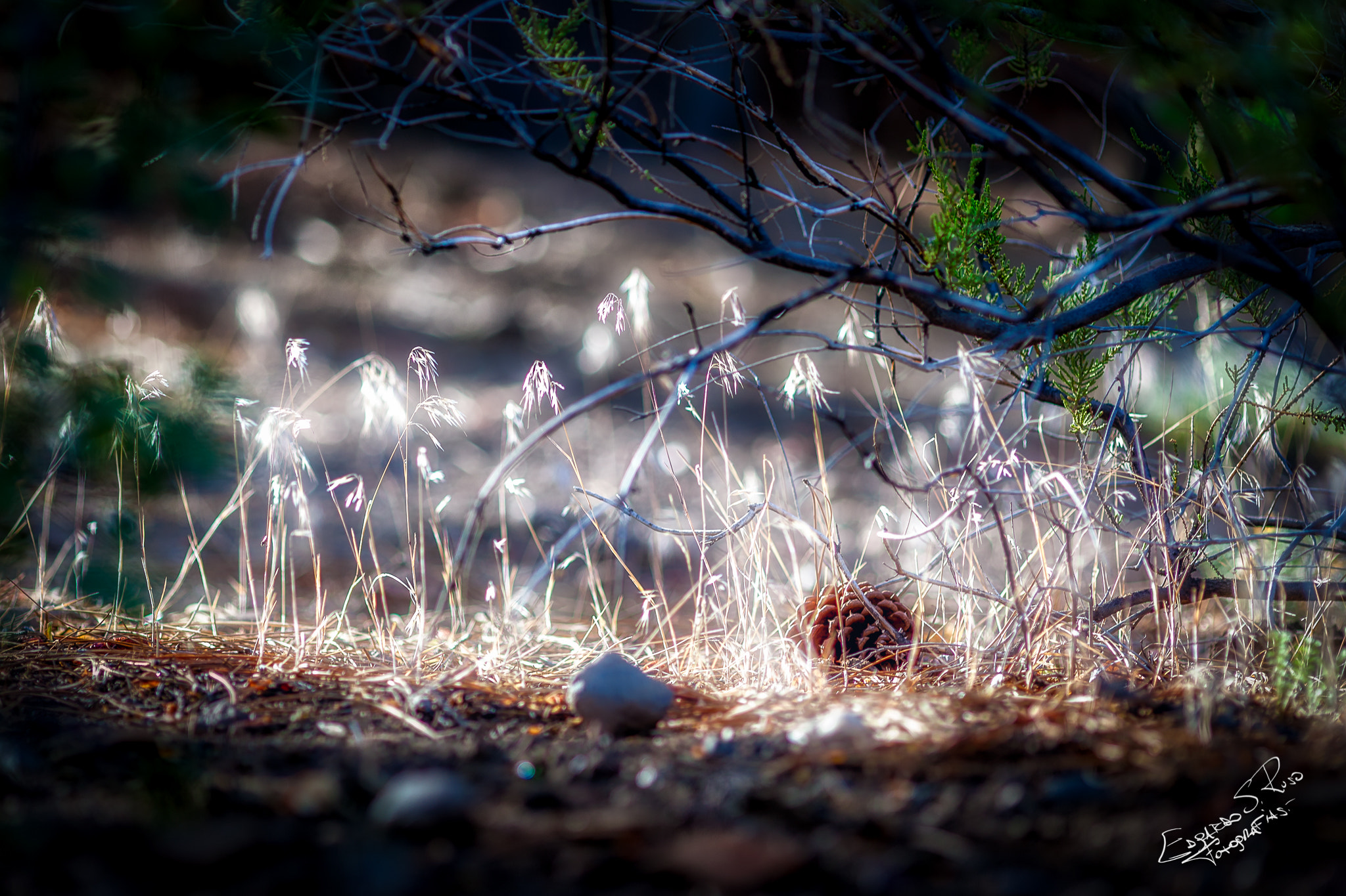 Canon EF 200mm F2.8L II USM sample photo. Luz photography
