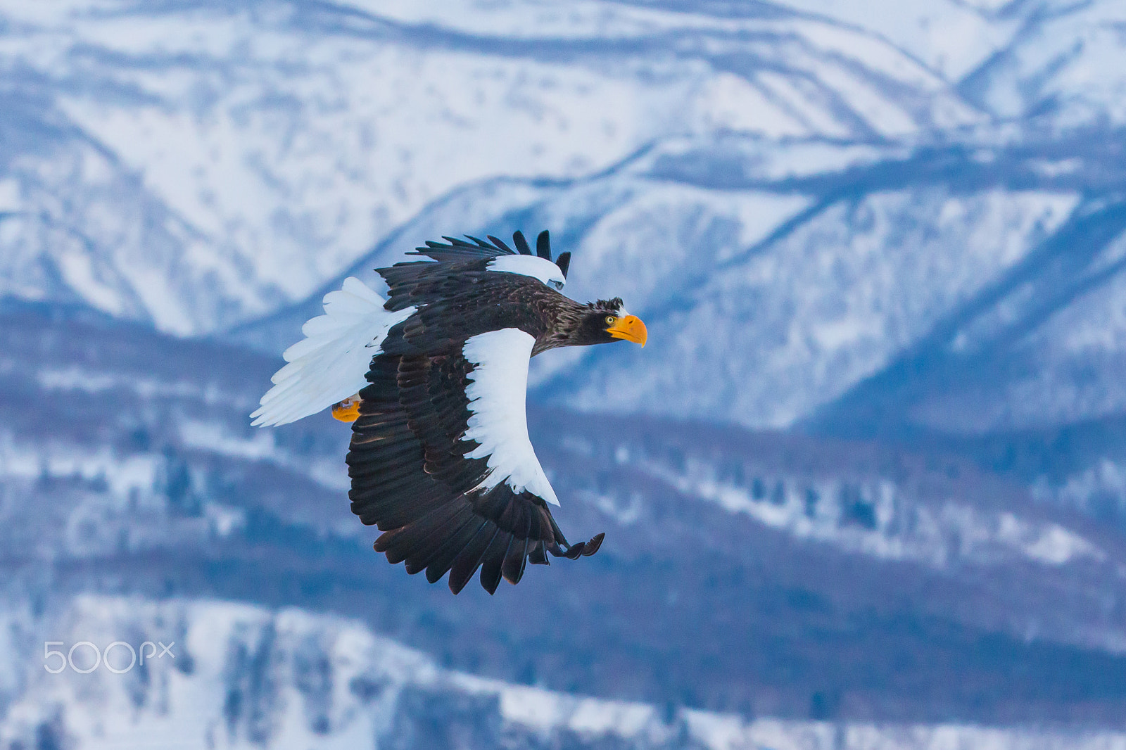 Canon EOS-1D X + Canon EF 70-200mm F2.8L IS II USM sample photo. Sea eagle's gliding photography