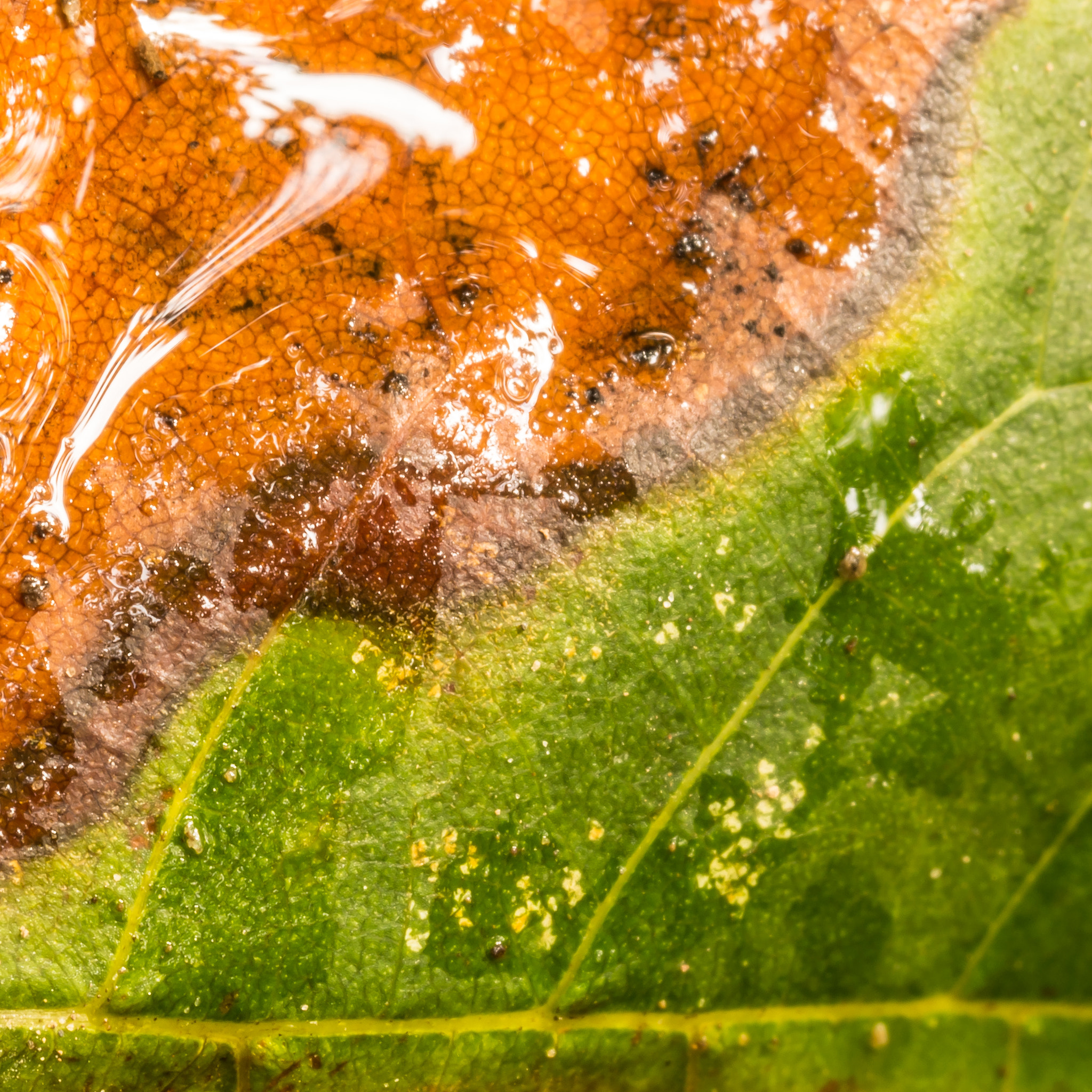 Canon EF 100mm F2.8L Macro IS USM sample photo. Red and green leaf on a rainy day photography