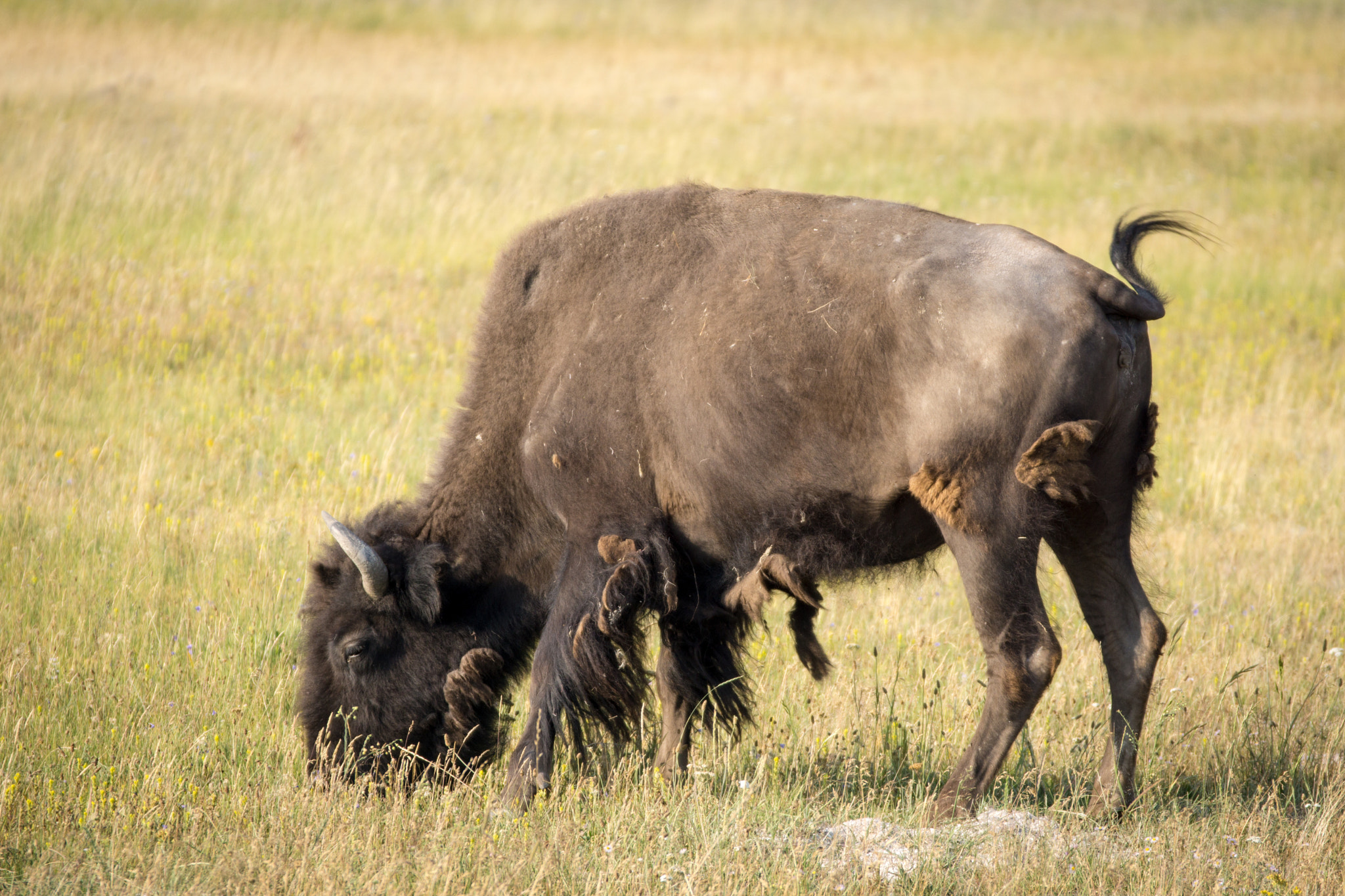 Sony 70-300mm F4.5-5.6 G SSM sample photo. Bison time photography