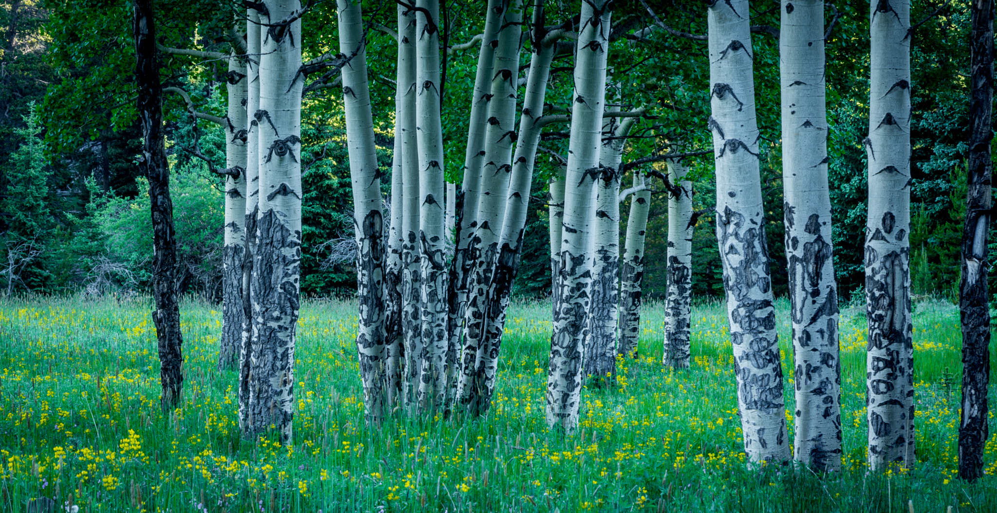 Nikon D810 + AF Nikkor 180mm f/2.8 IF-ED sample photo. Spring aspens photography