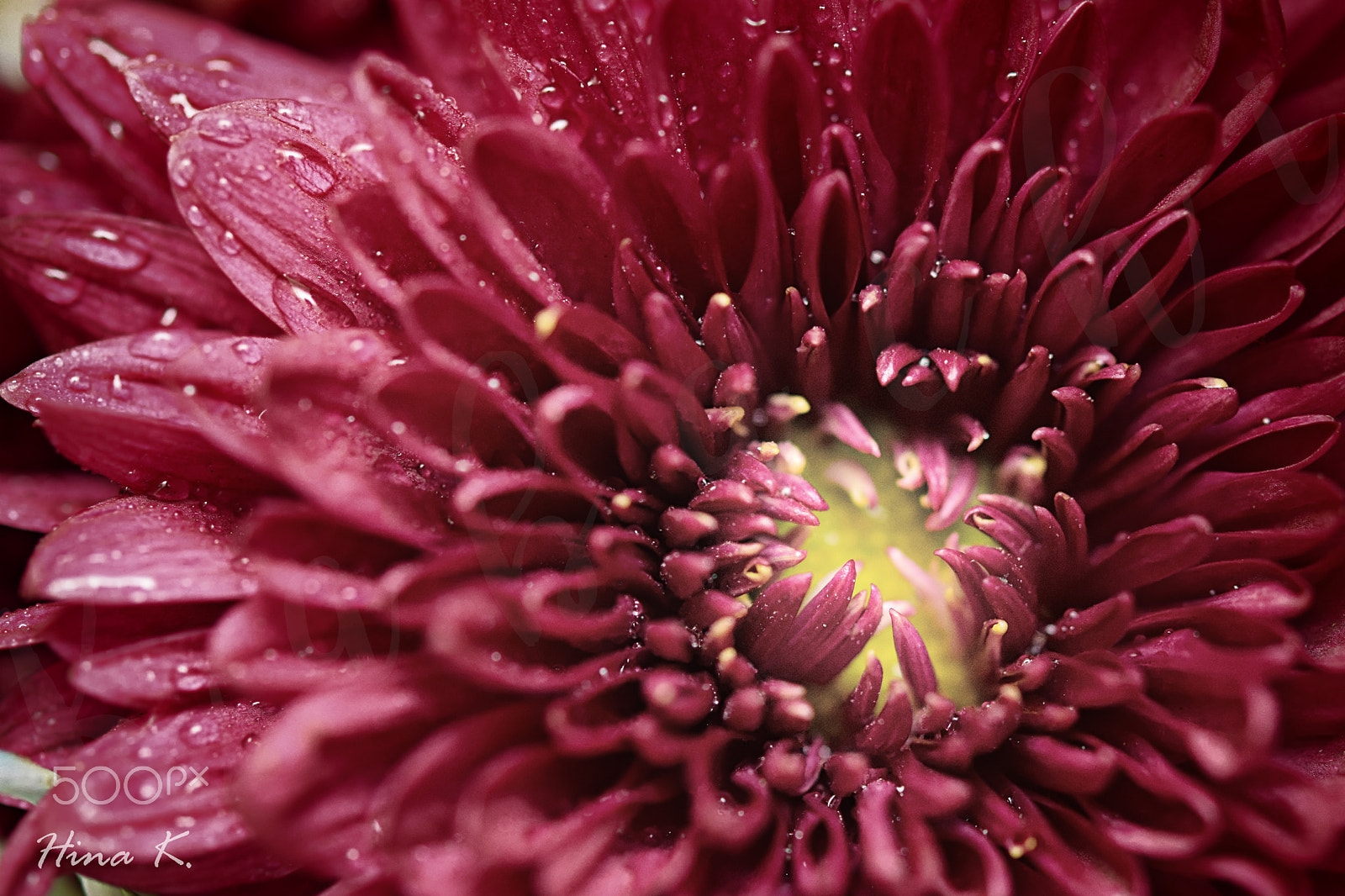 Nikon AF-S Micro-Nikkor 60mm F2.8G ED sample photo. The petals blush photography